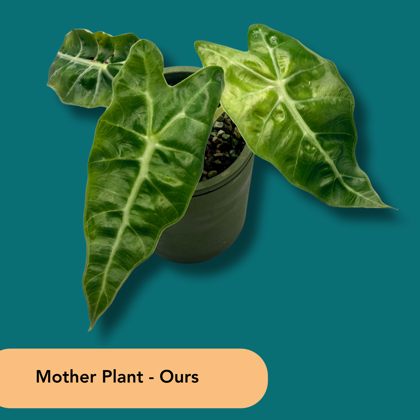 Alocasia Scorpio