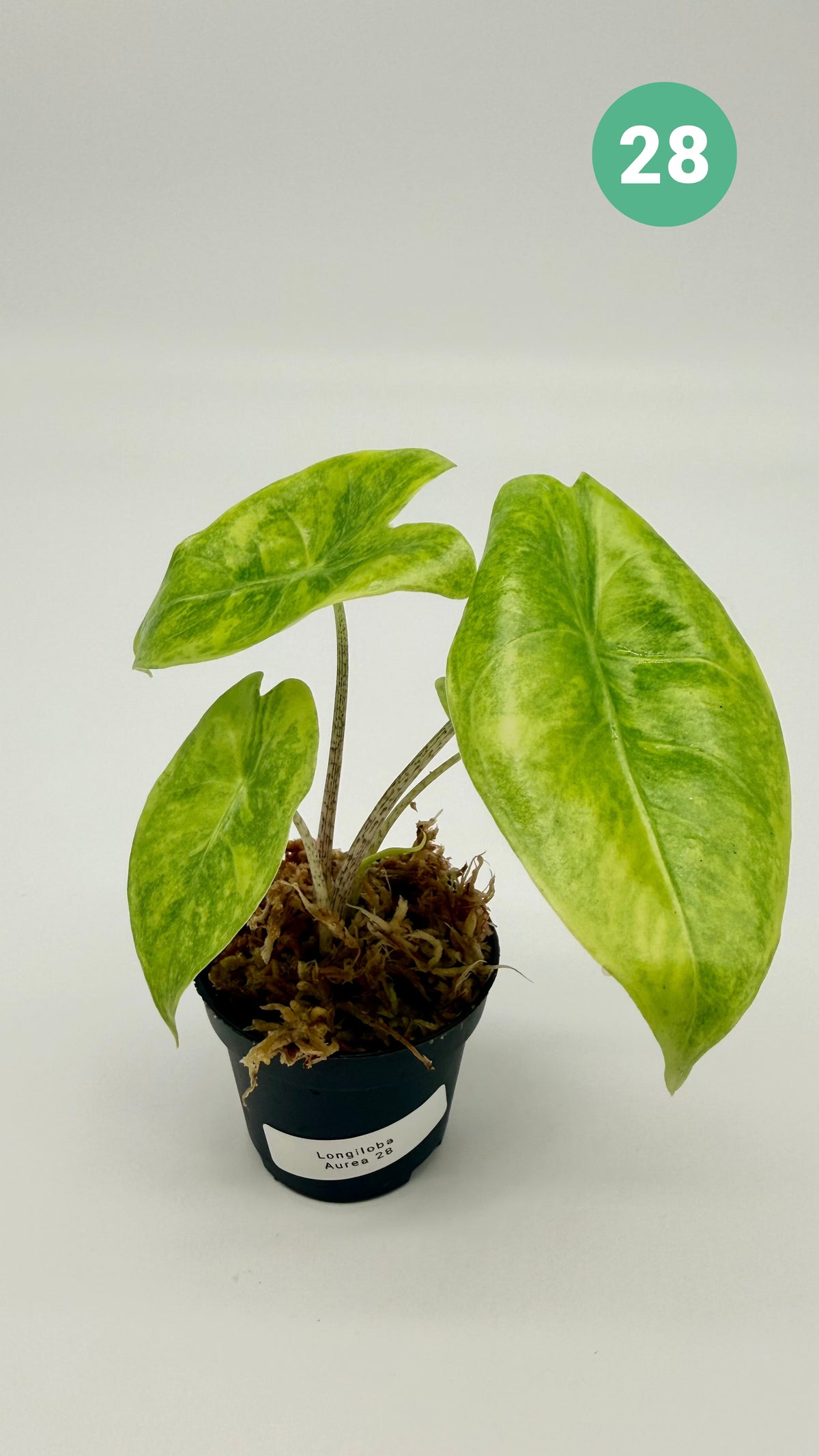 Alocasia Longiloba Aurea Variegata