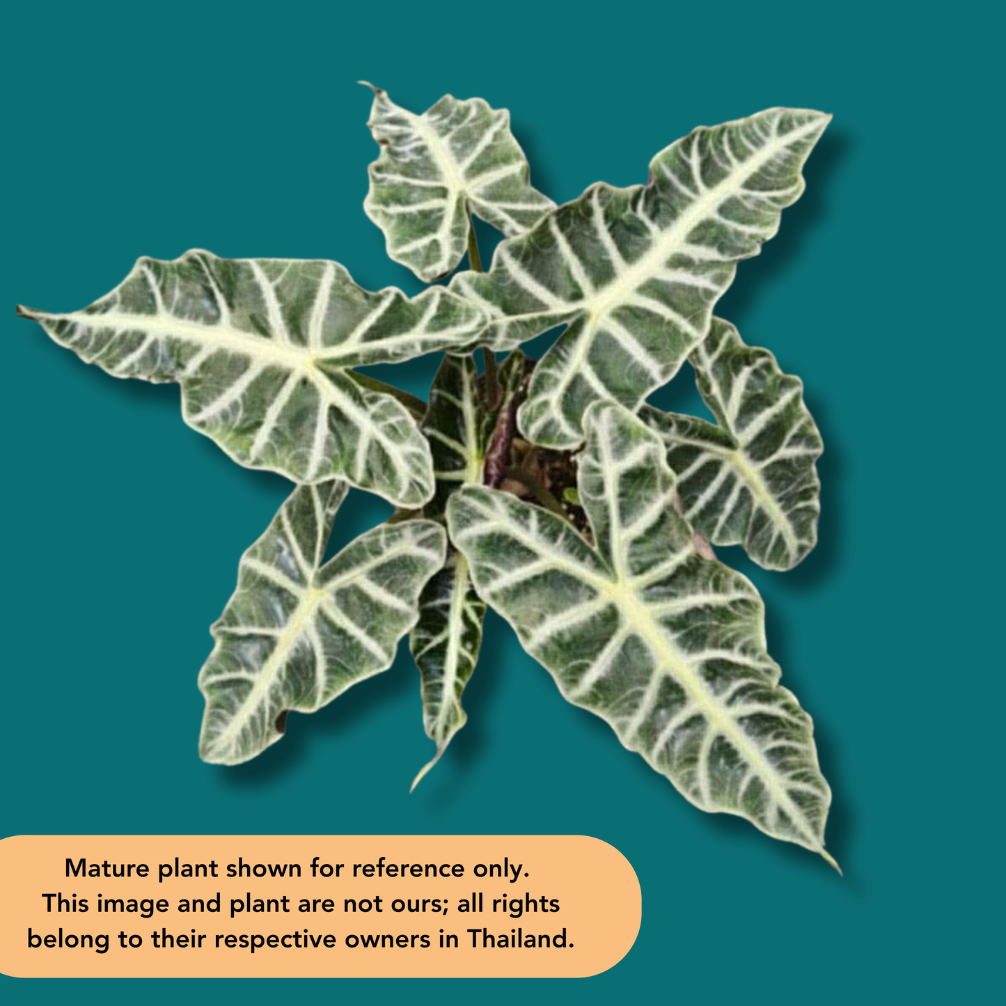 Alocasia Scorpio