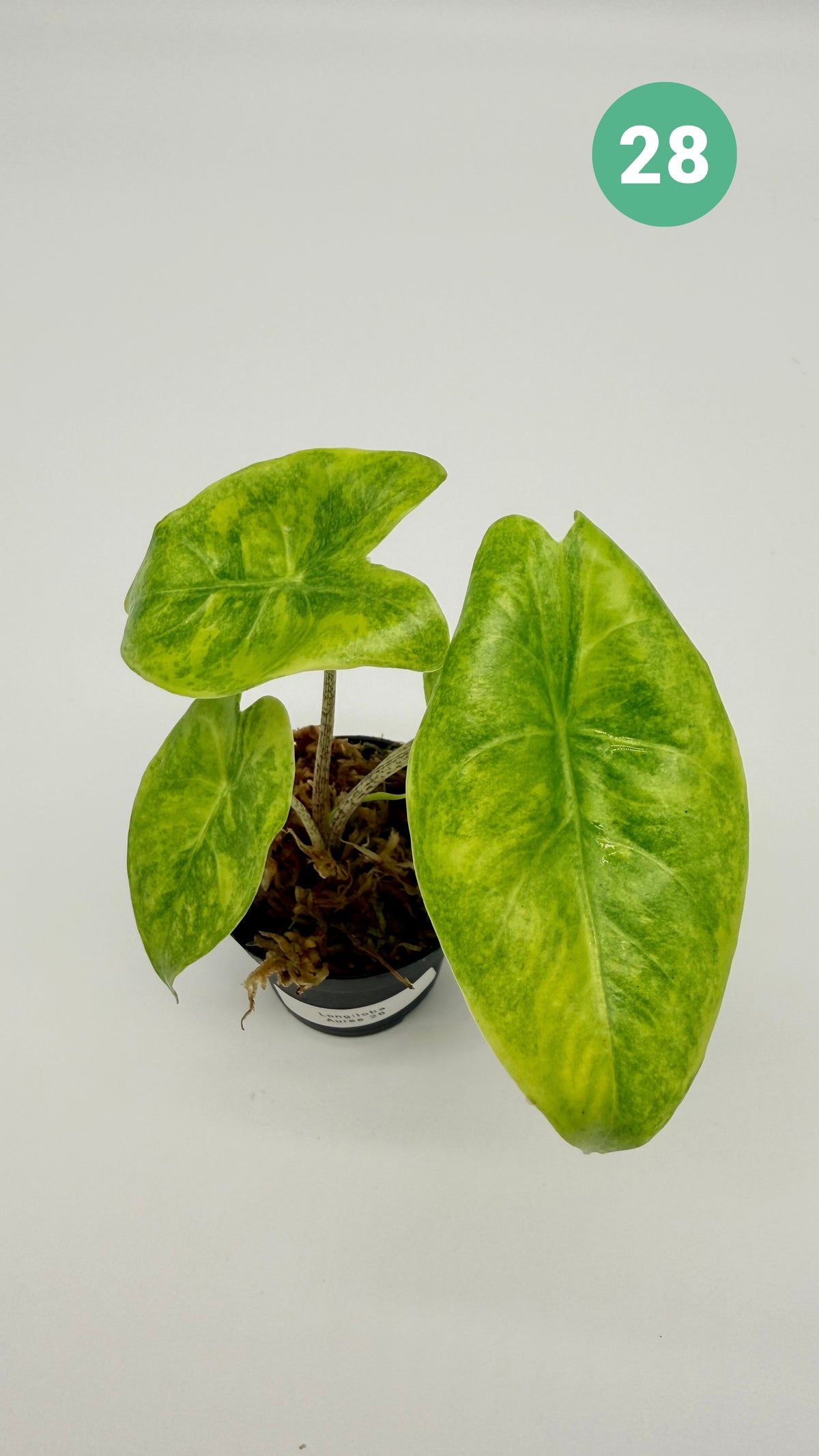 Alocasia Longiloba Aurea Variegata
