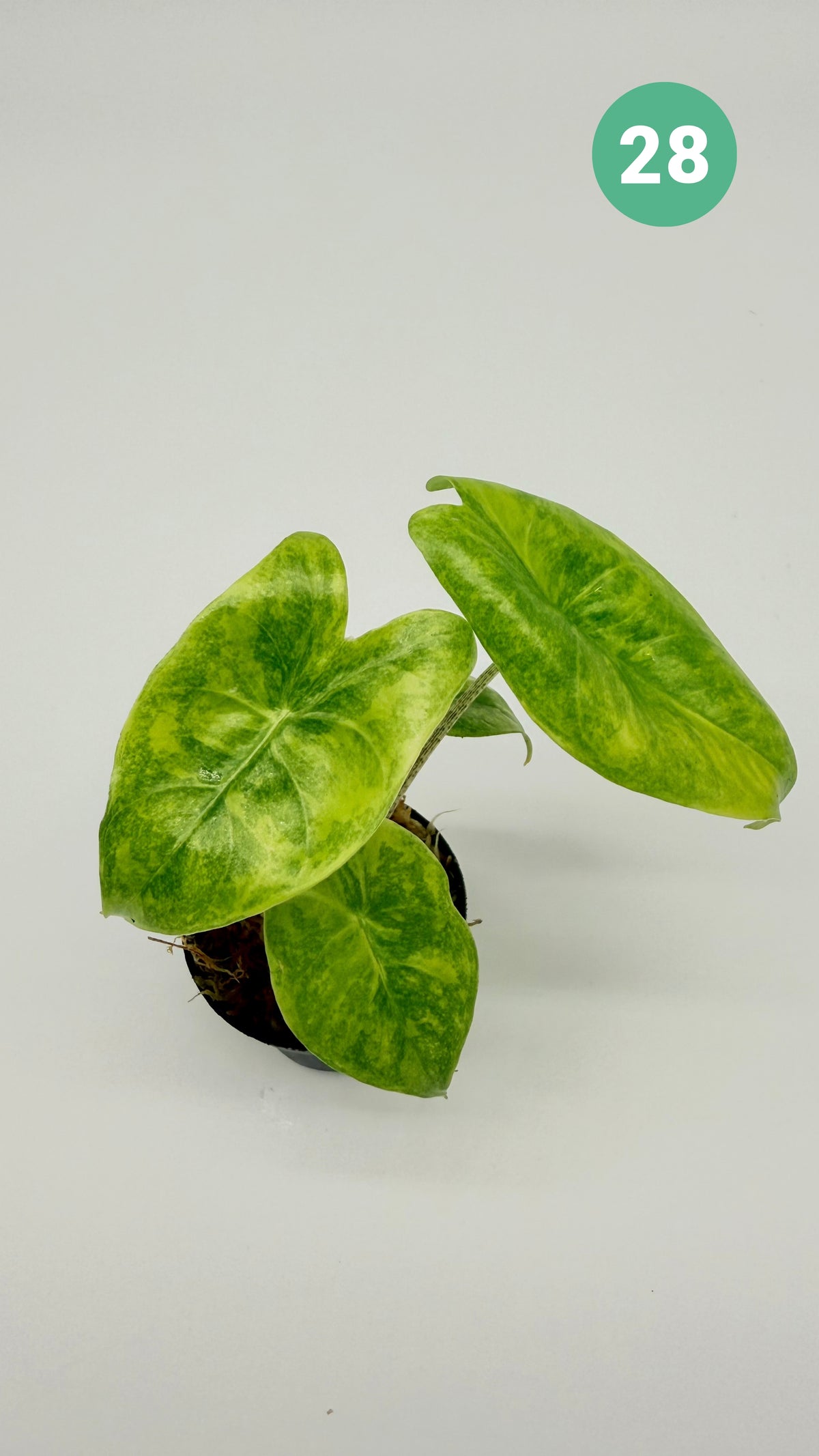 Alocasia Longiloba Aurea Variegata