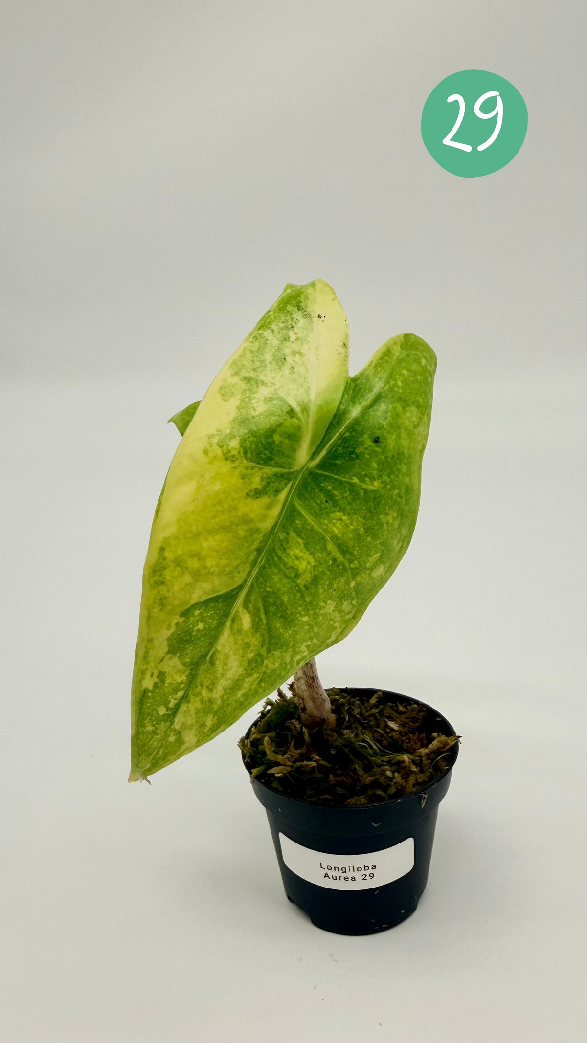 Alocasia Longiloba Aurea Variegata
