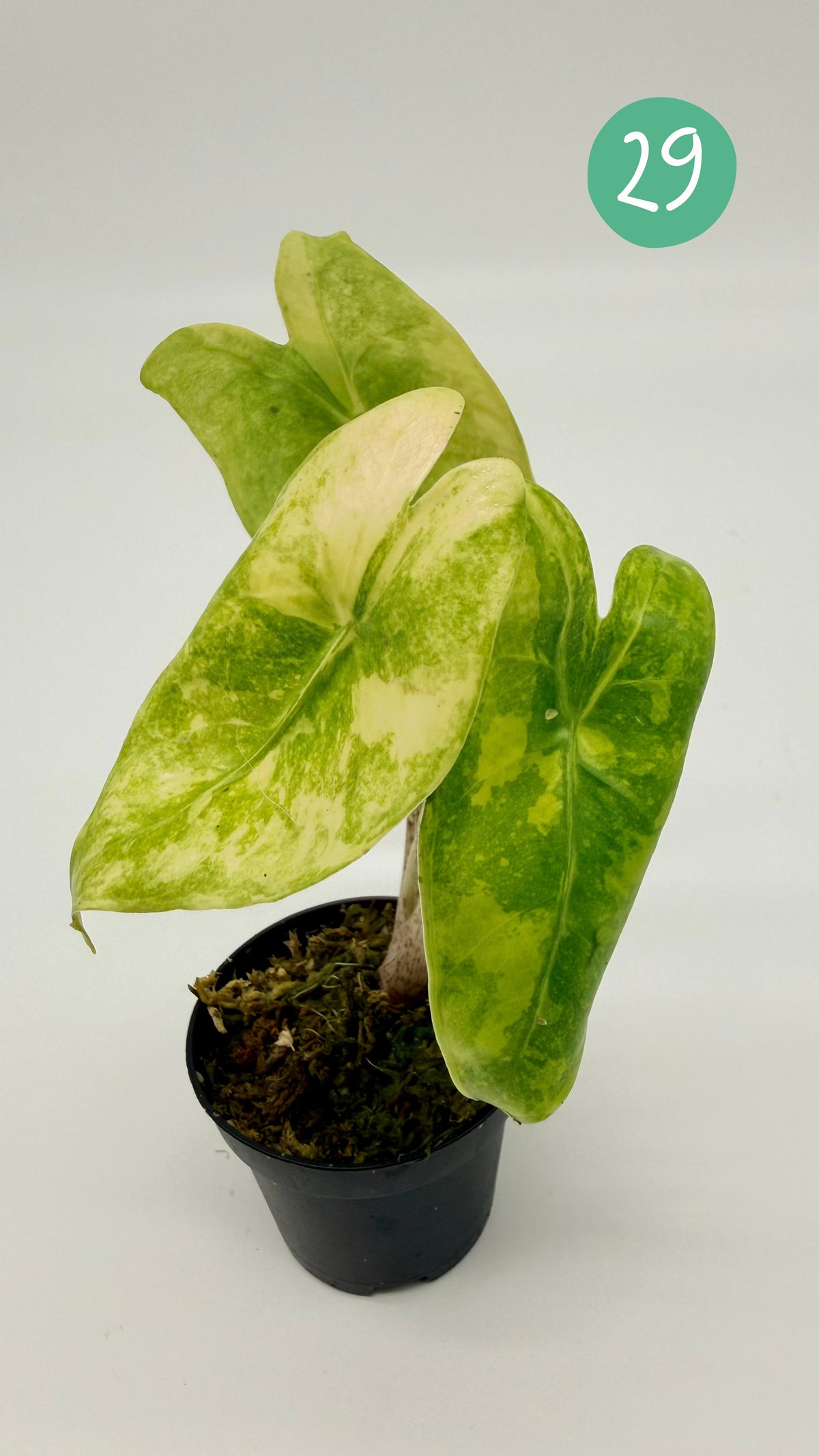 Alocasia Longiloba Aurea Variegata