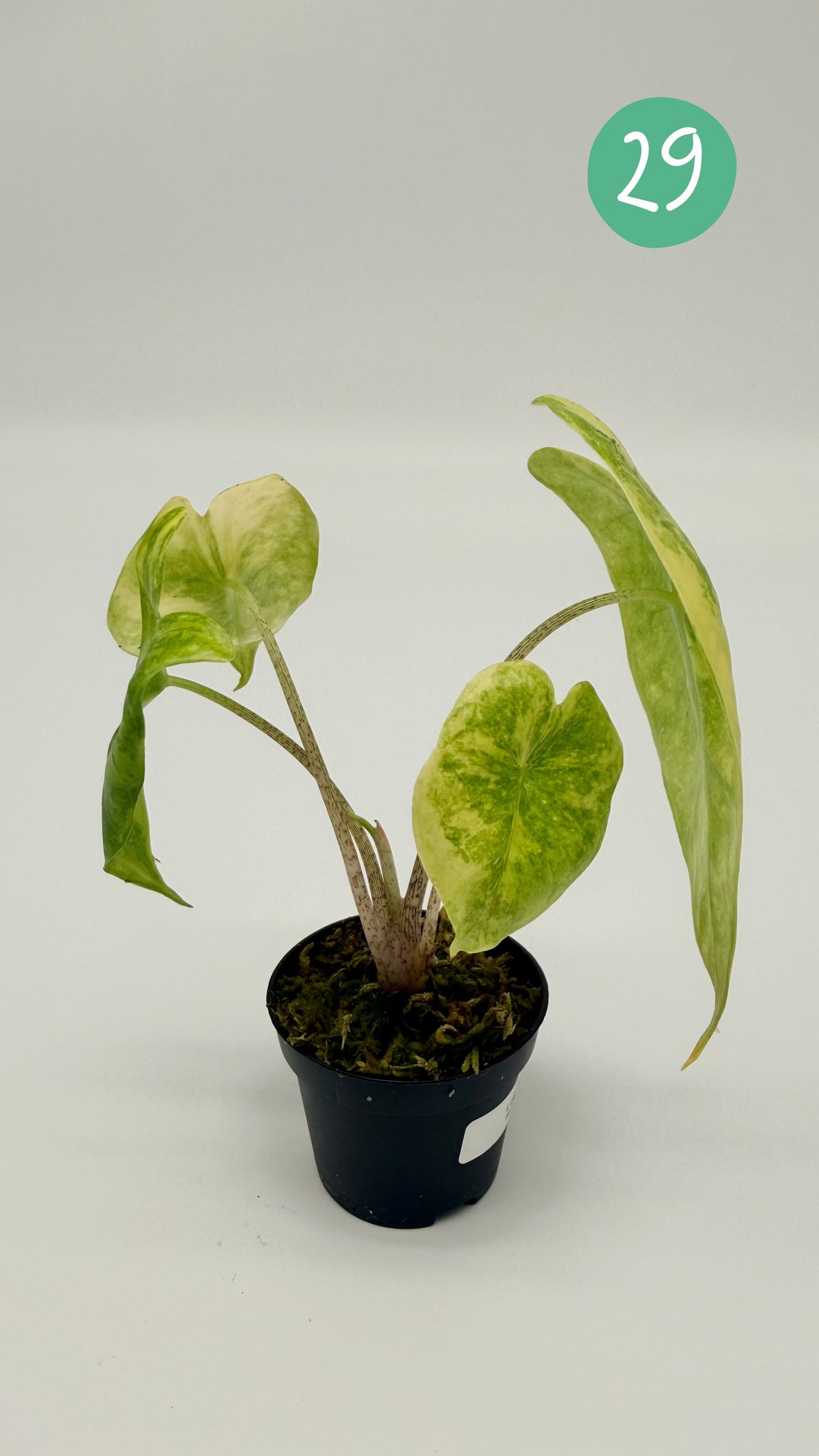 Alocasia Longiloba Aurea Variegata