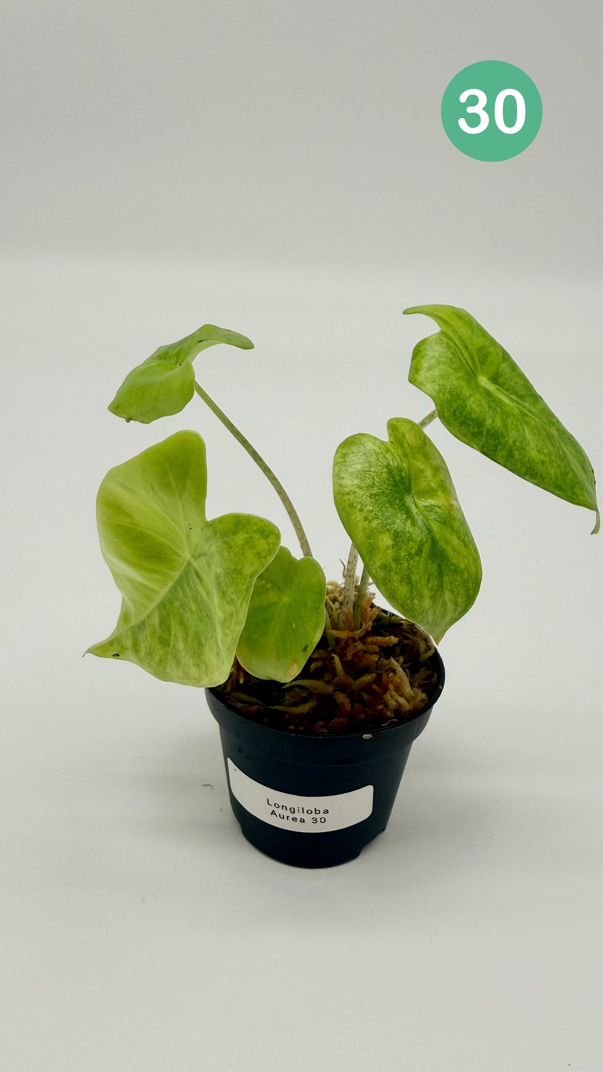 Alocasia Longiloba Aurea Variegata