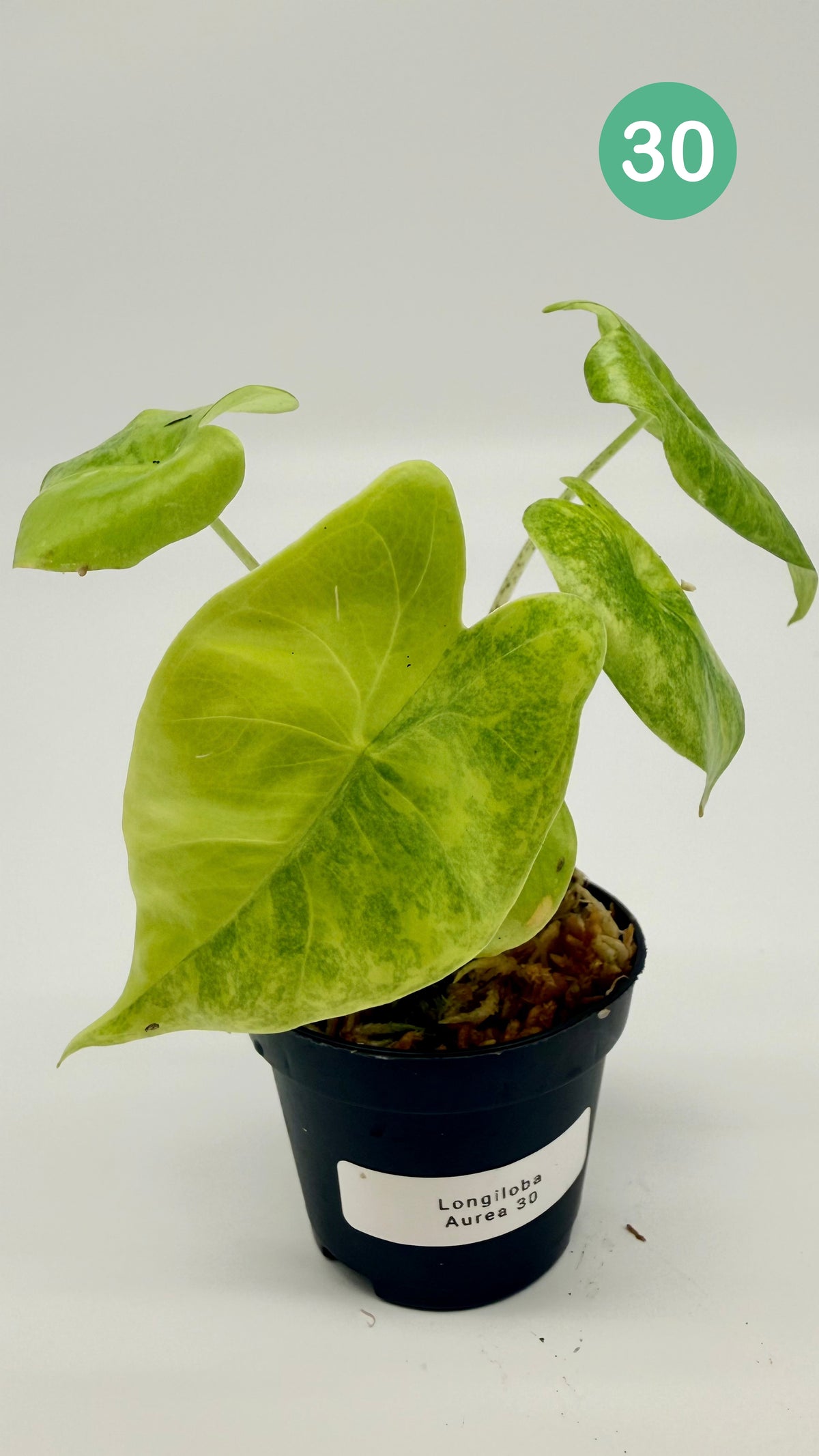 Alocasia Longiloba Aurea Variegata