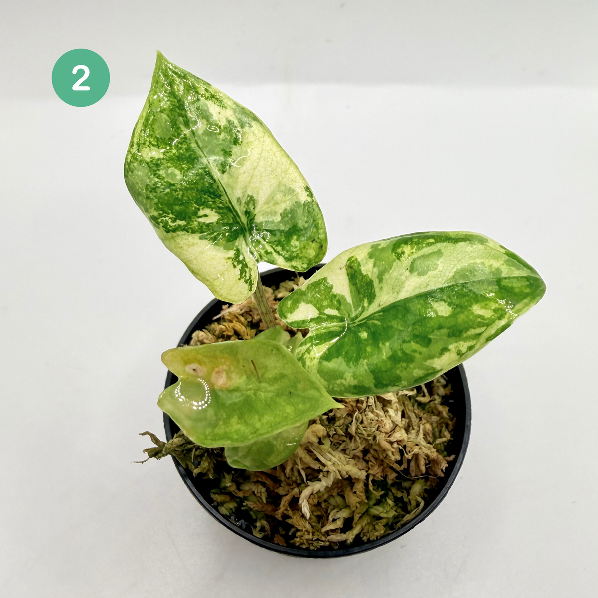 Alocasia Corazón Albo/Tricolor Variegata