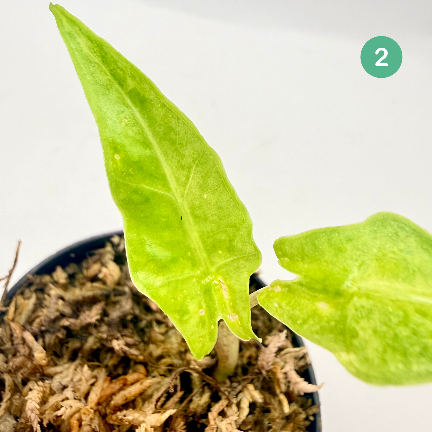 Alocasia Portei Aurea Variegata