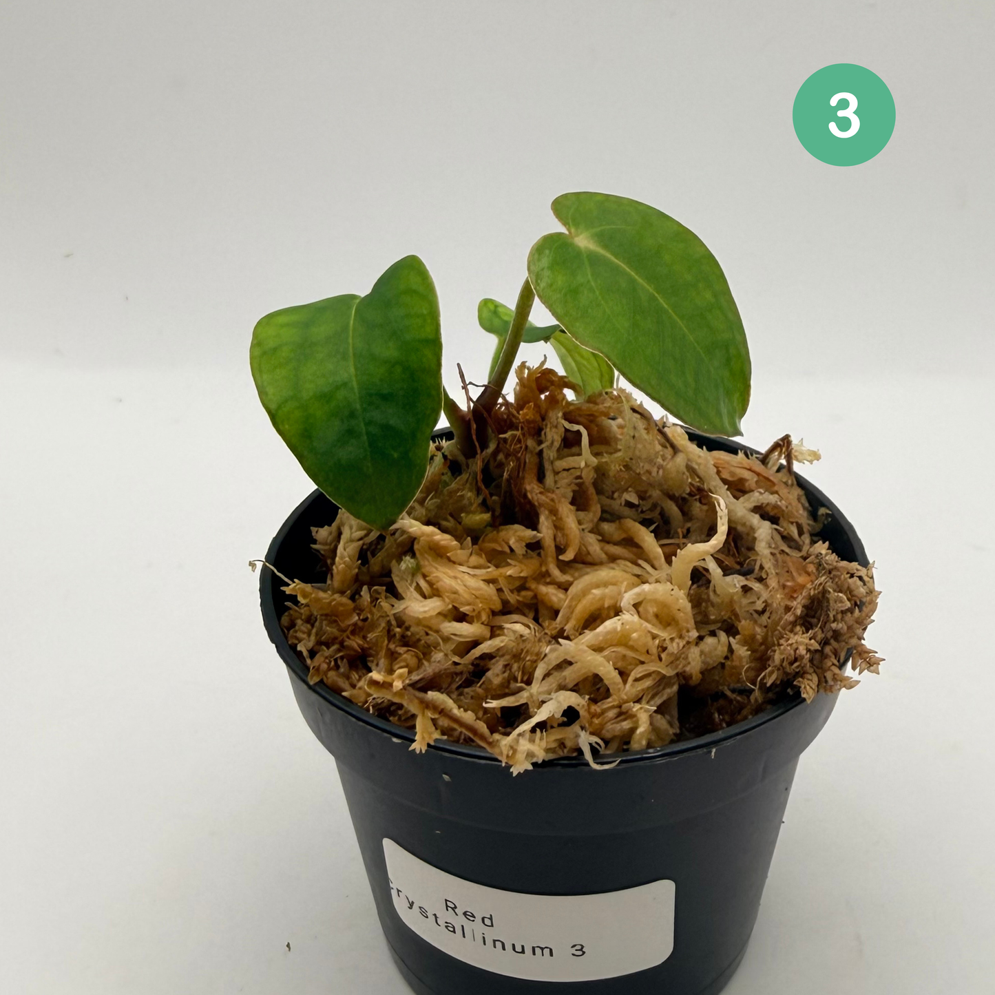 Anthurium Red Crystallinum