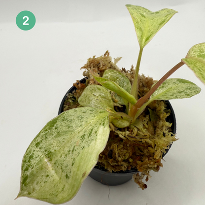 Philodendron Paraíso Verde Albo Variegated