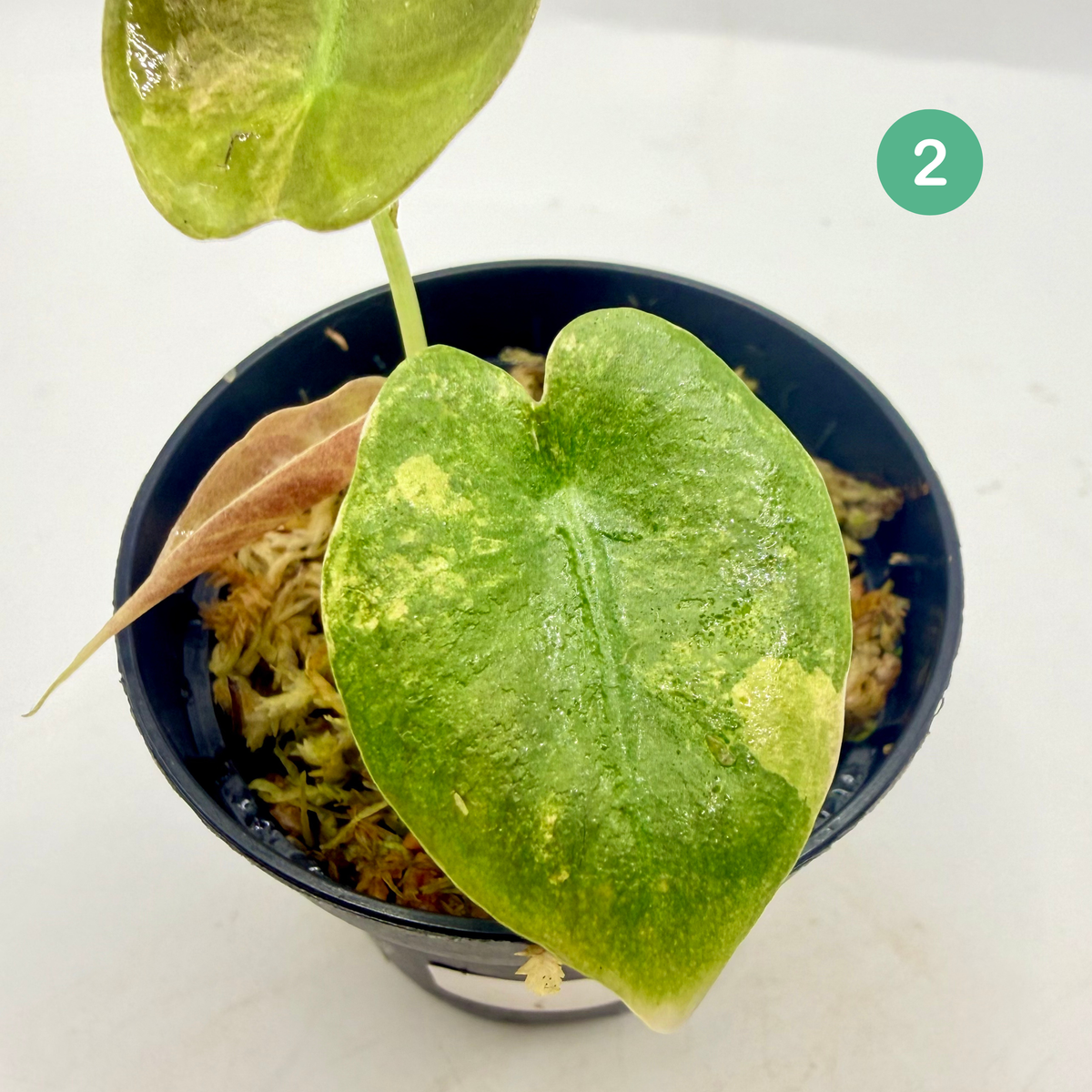 Alocasia Sedenii Aurea Variegata