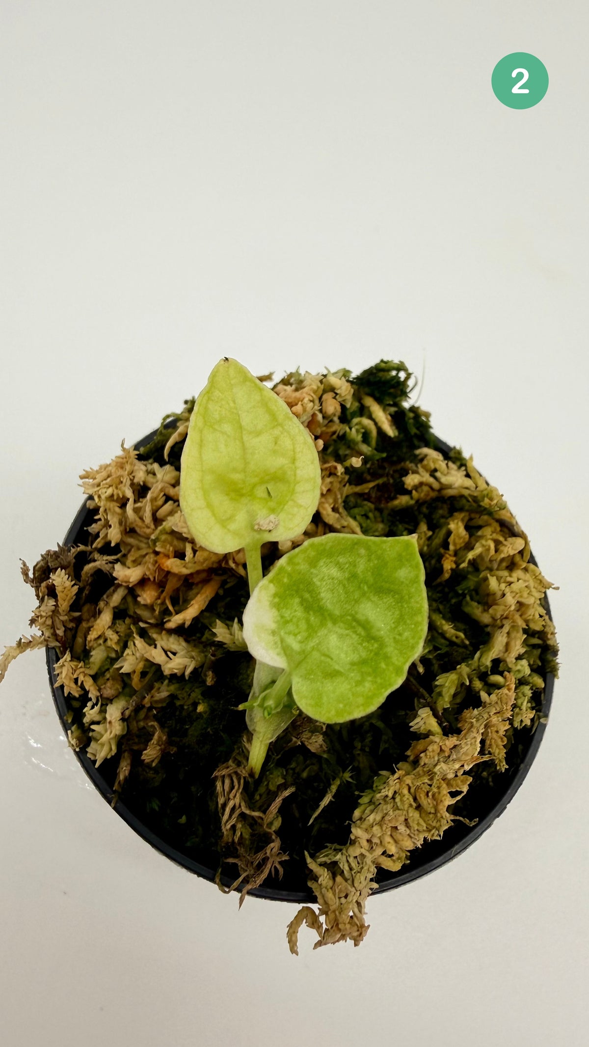 Anthurium Papillilaminum  x  Magnificum Variegata