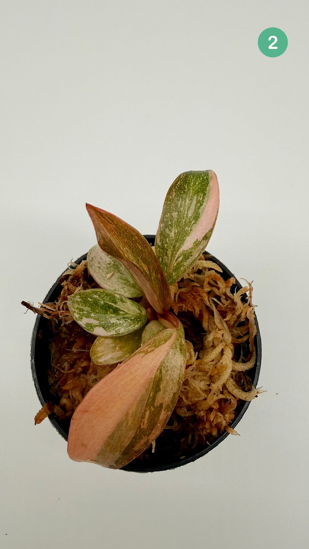 Philodendron Orange Princess Variegated