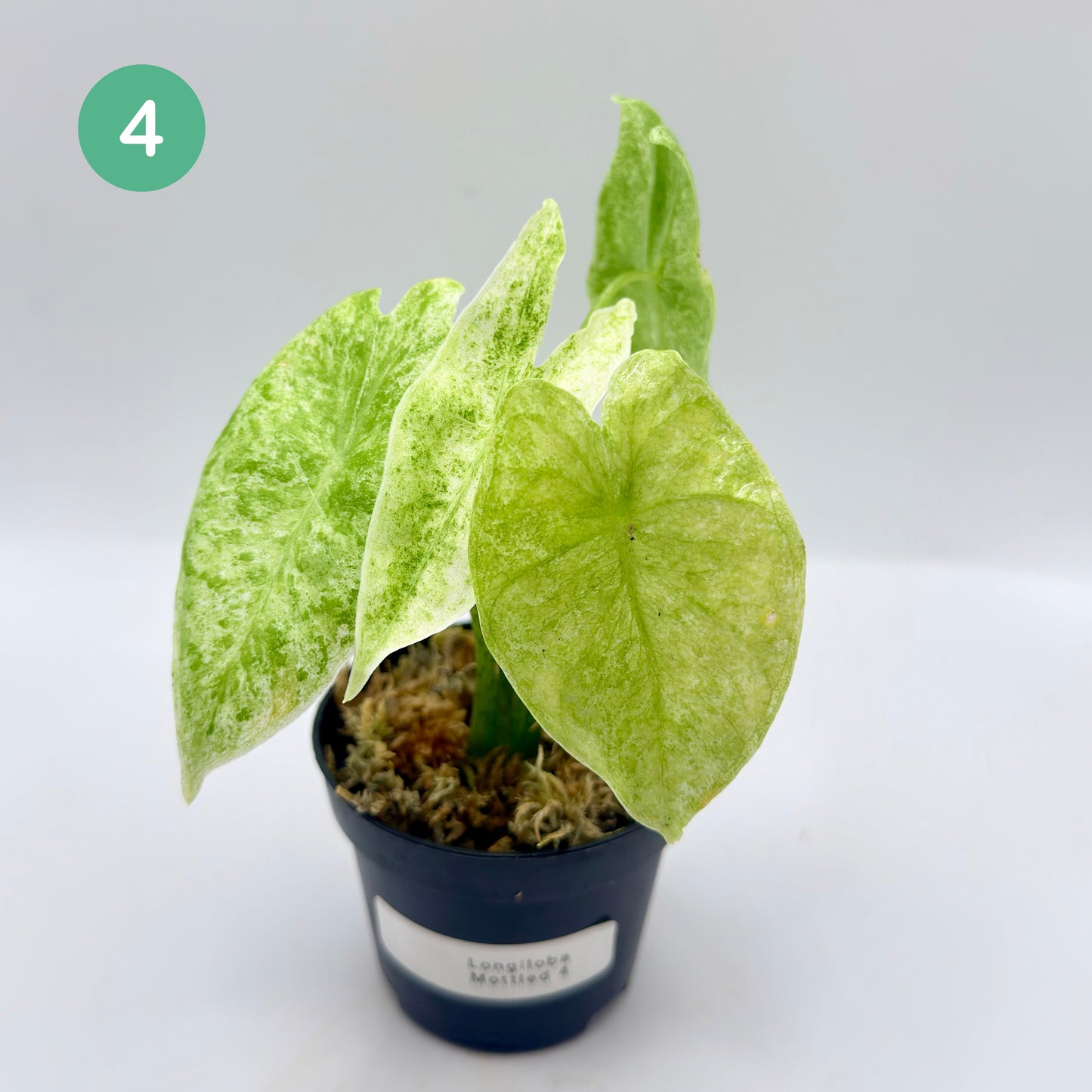 Alocasia Longiloba Mottled Variegata