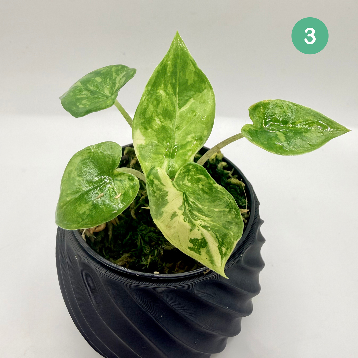 Alocasia Corazón Albo Variegata