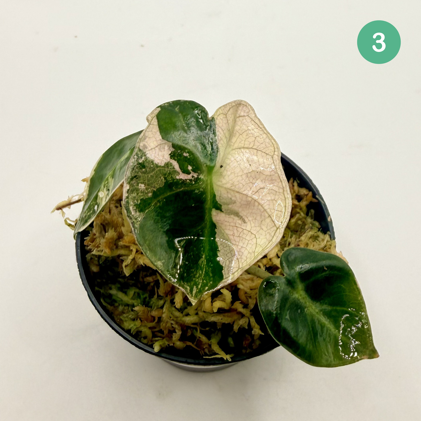 Alocasia Heart Balloon Pink/Albo Variegata