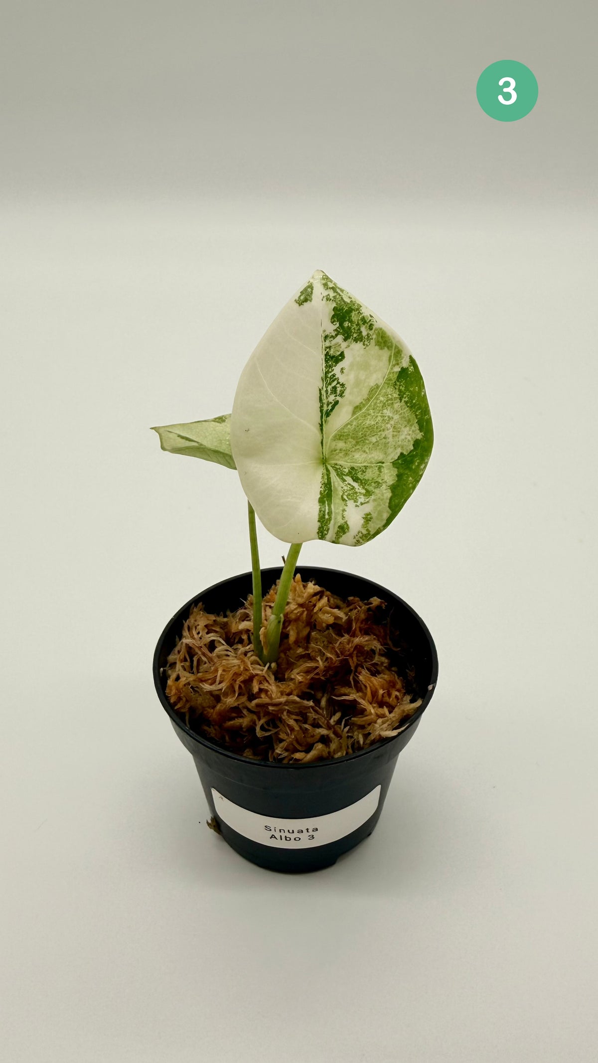 Alocasia Sinuata Albo Variegata