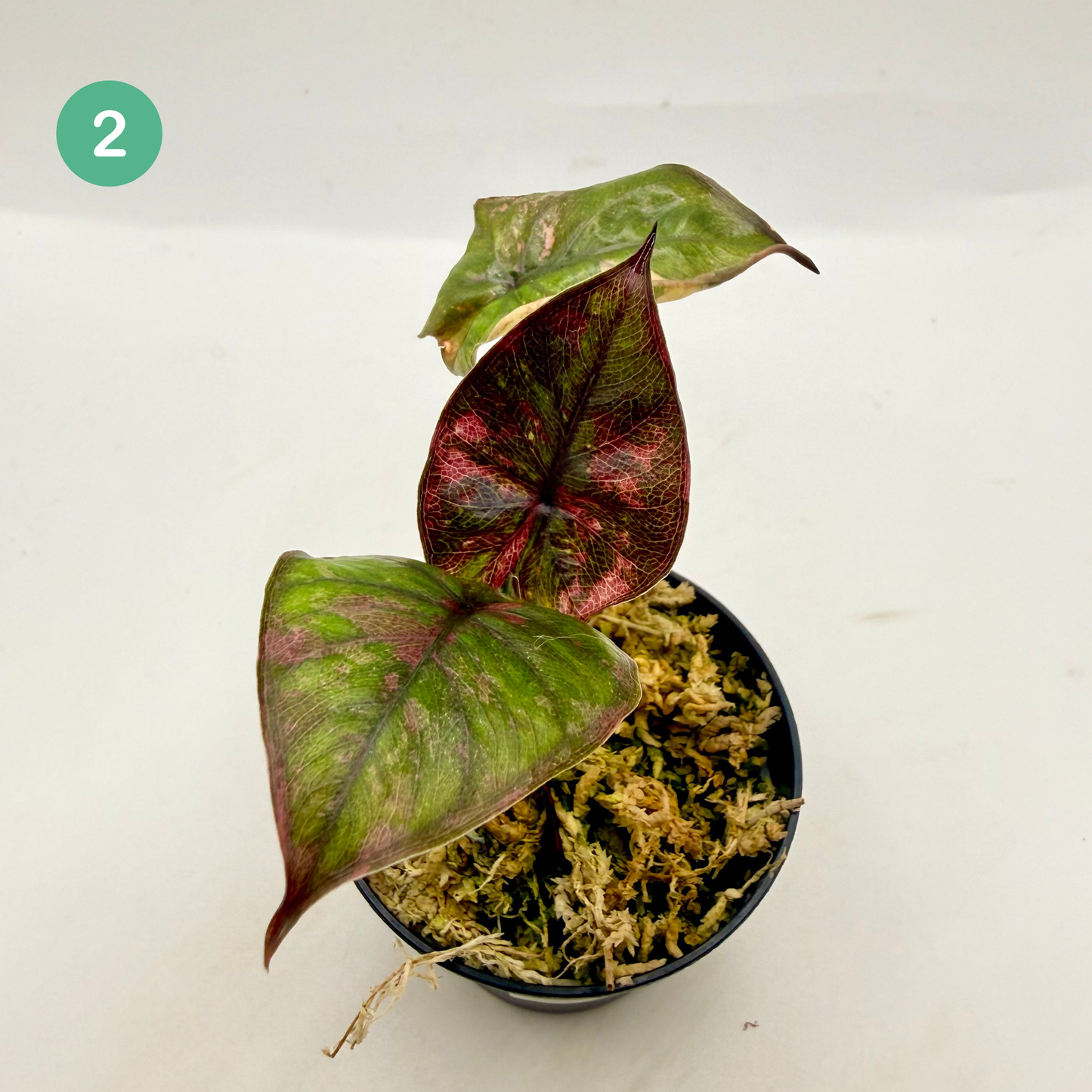 Alocasia Serendipity Variegata