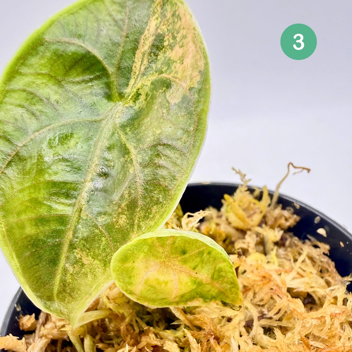 Alocasia Azlanii Aurea Variegata