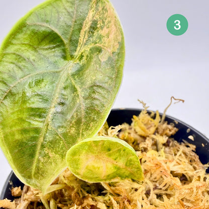 Alocasia Azlanii Aurea Variegata