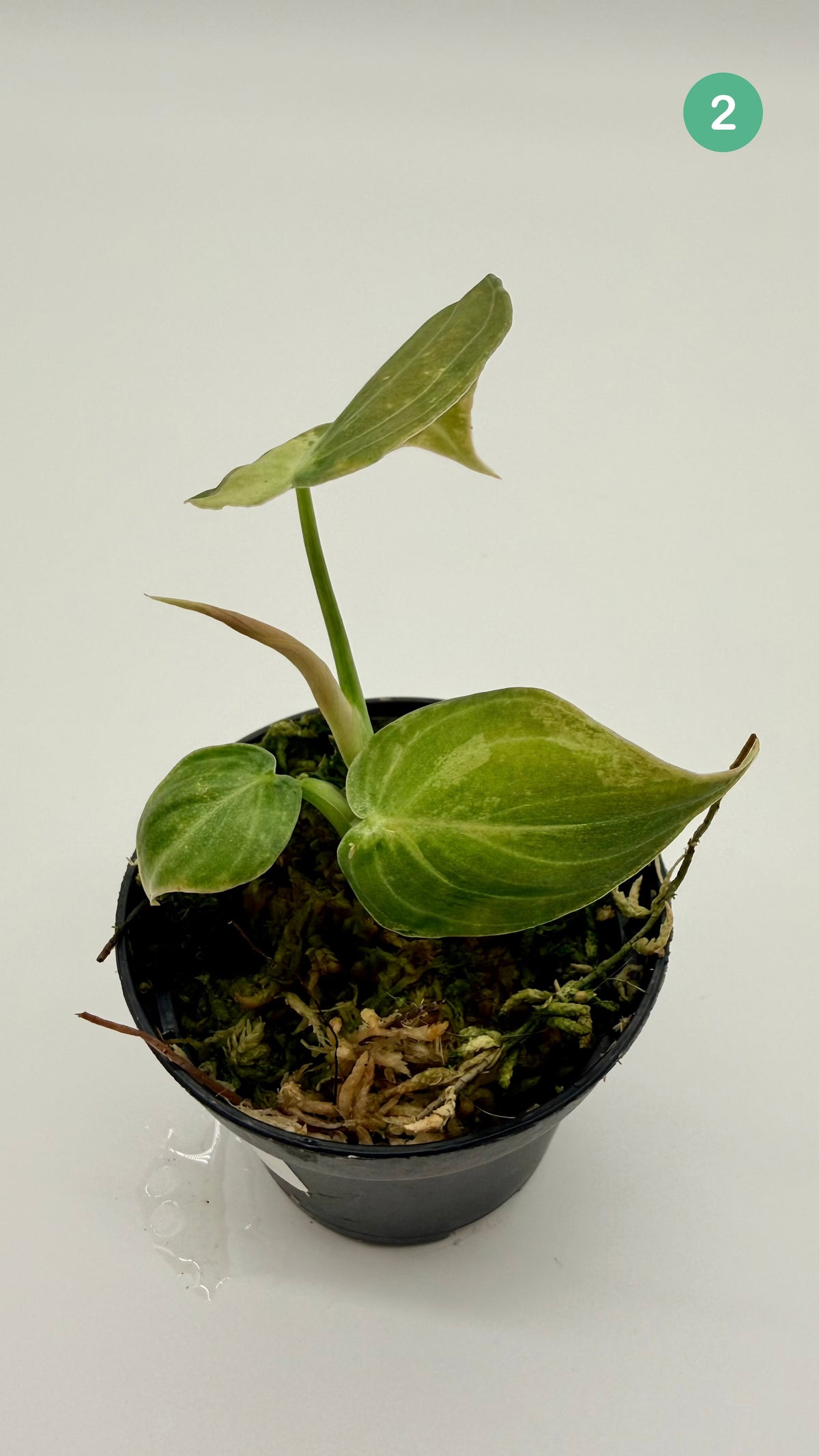 Philodendron Melanochrysum Orange/Pink Variegata