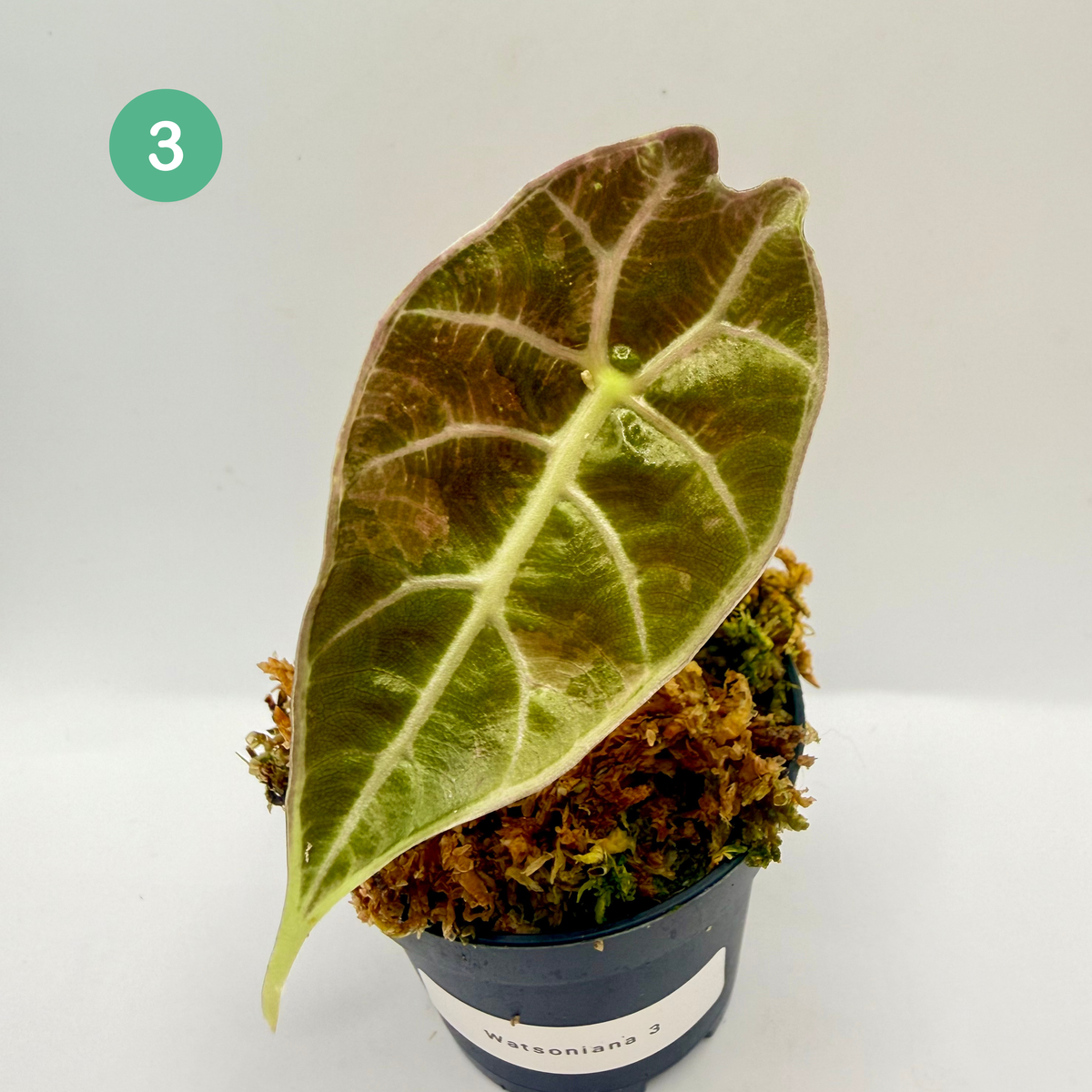 Alocasia Watsoniana Doff - Albo/Pink Variegata