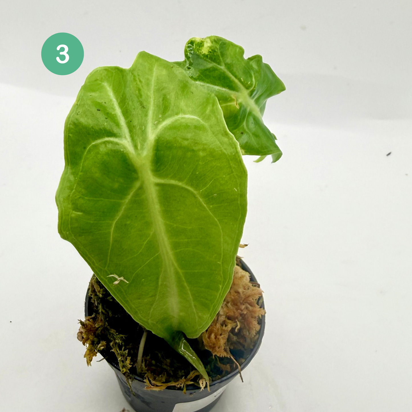 Alocasia Venom