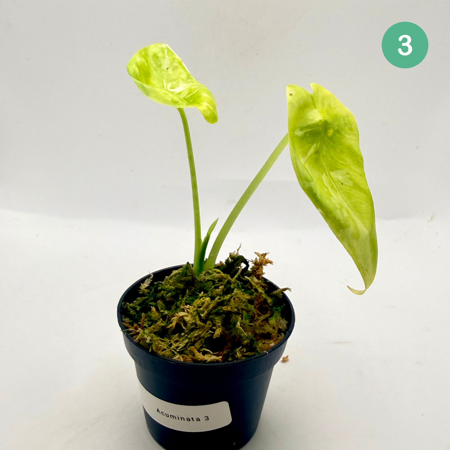 Alocasia Acuminata Albo Variegata