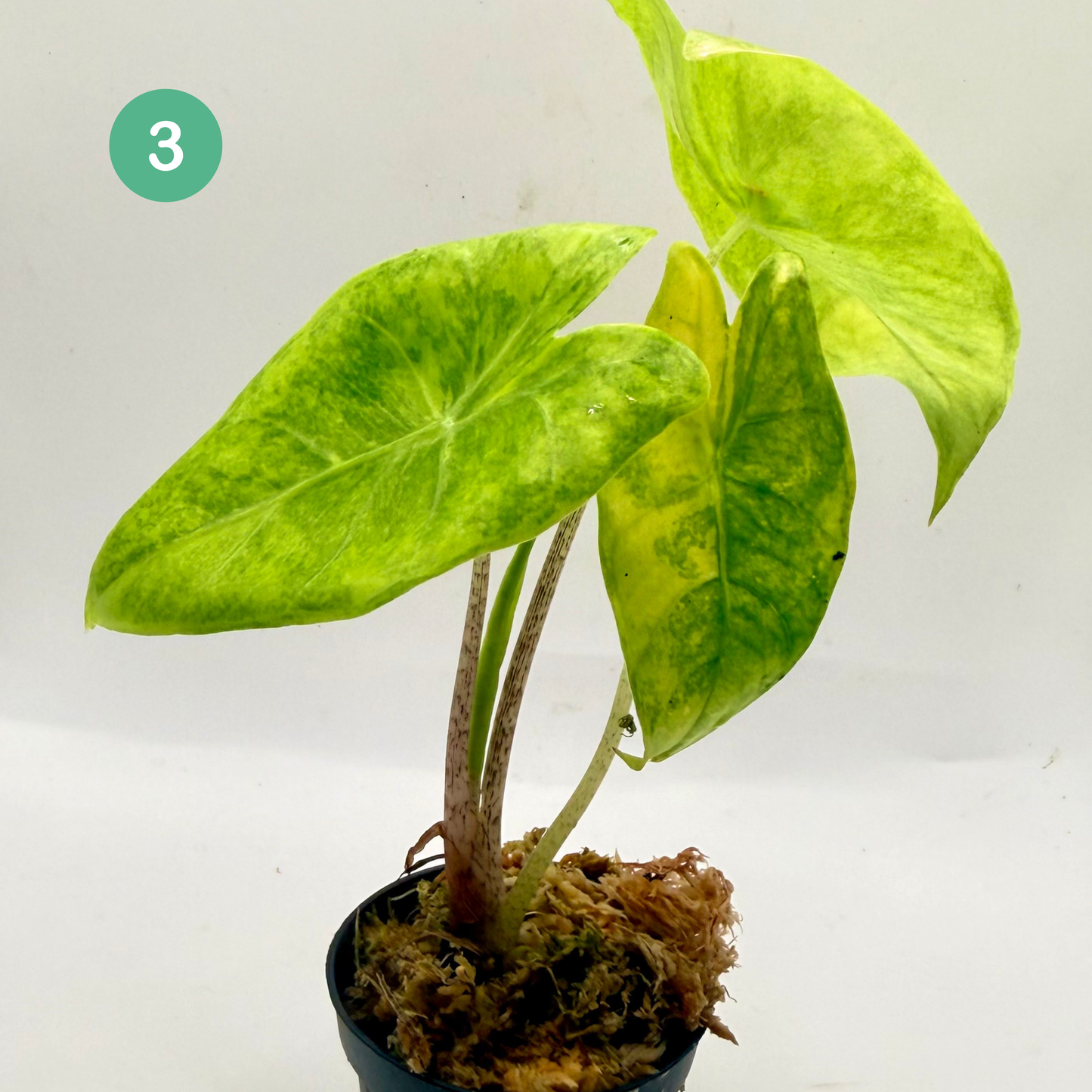 Alocasia Longiloba Aurea Variegata