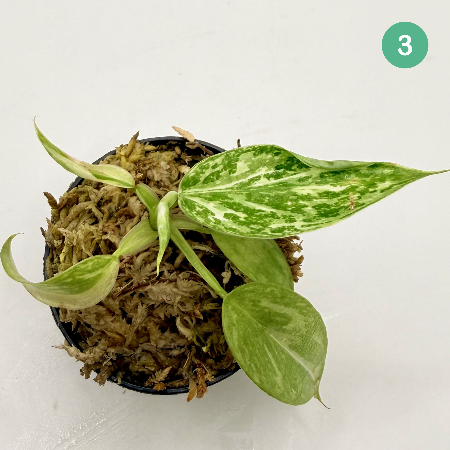 Philodendron Billietiae x José Buono Variegated