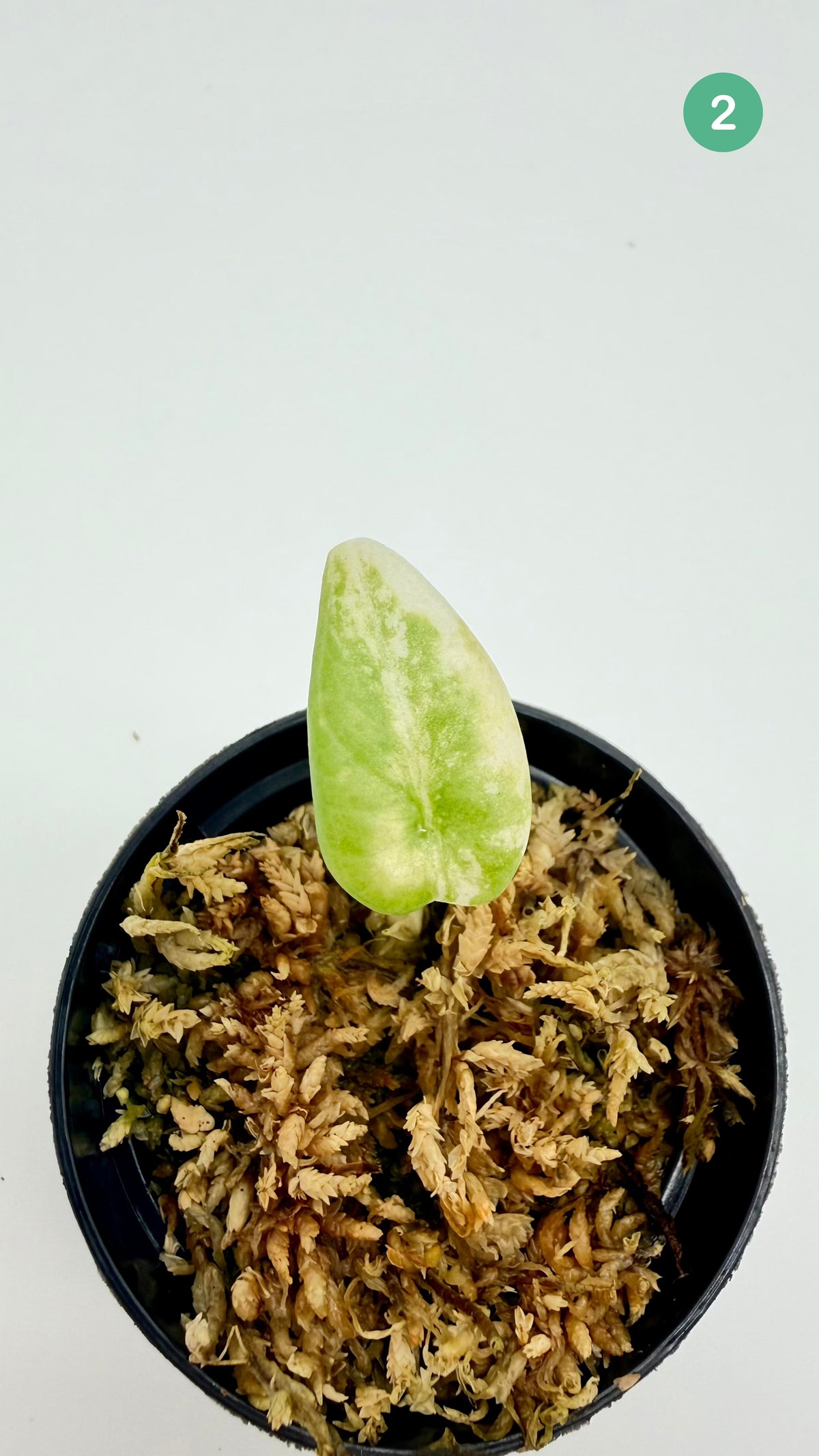 Alocasia Maharani Lemon Lime Variegata