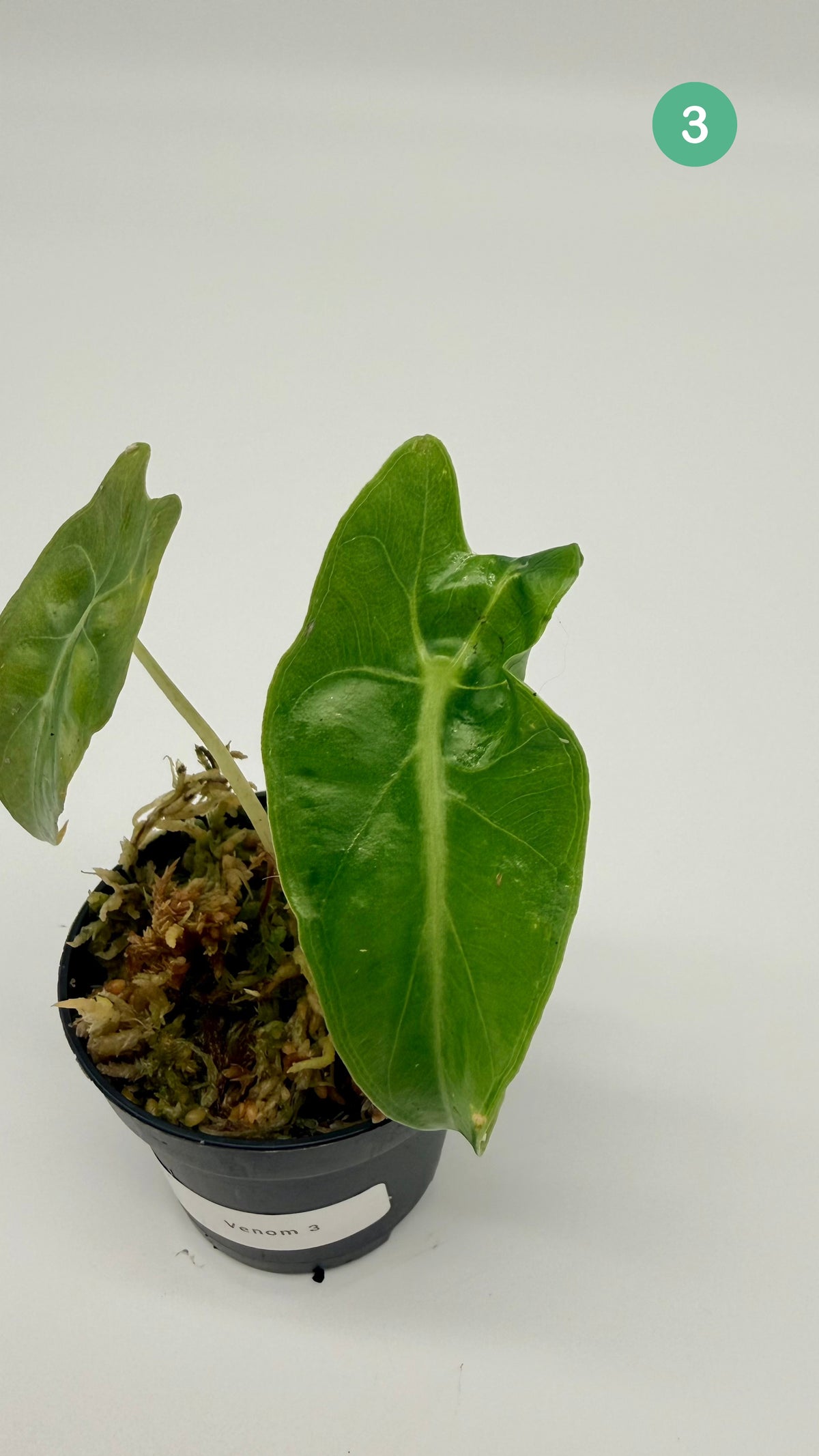 Alocasia Venom
