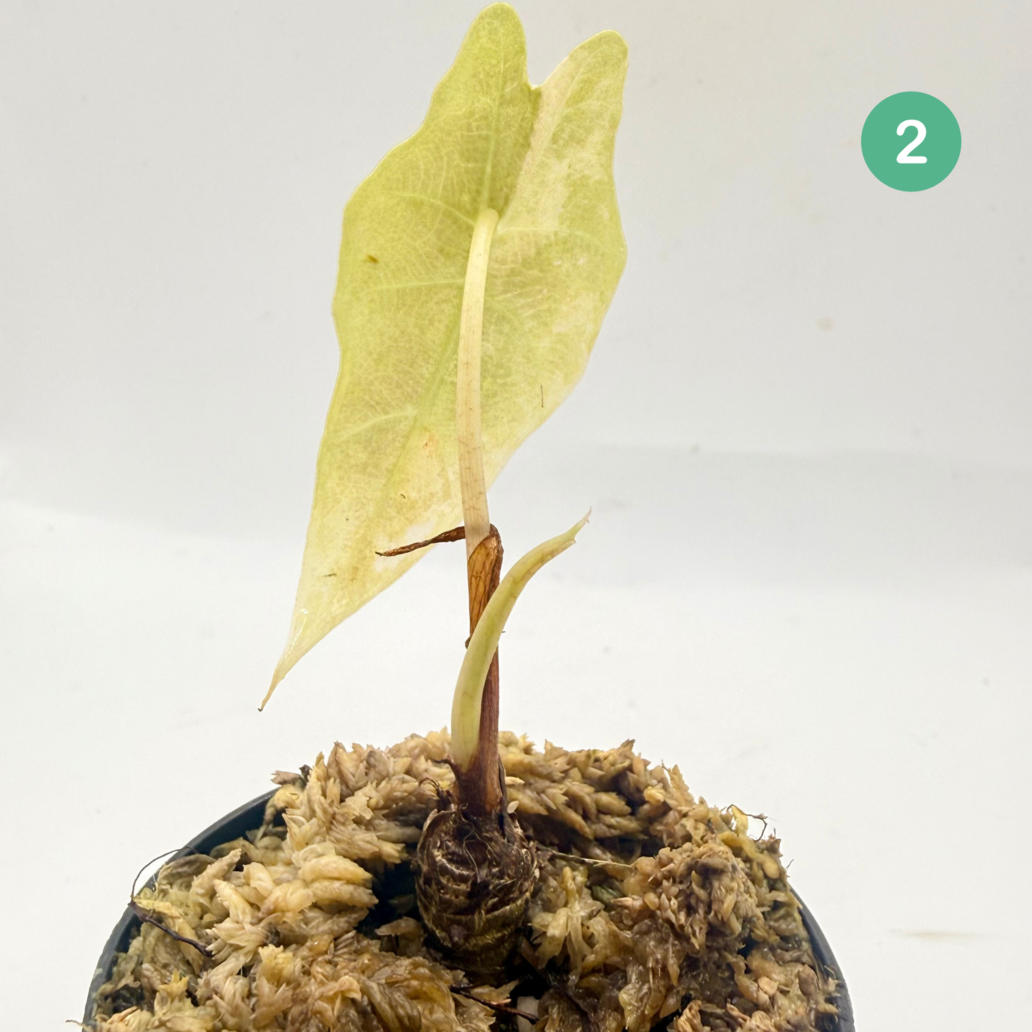 Alocasia Sanderiana Bull Aurea Variegata