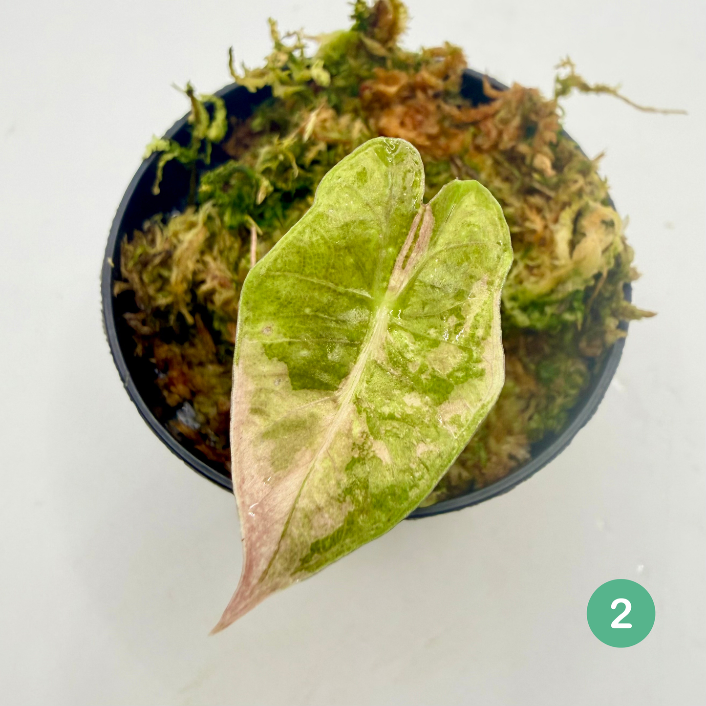 Alocasia Pseudo Sanderiana Albo/Pink Variegata