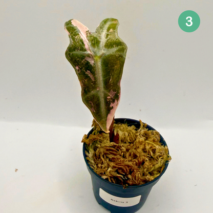 Alocasia Sanderiana Nobilis Pink Variegata