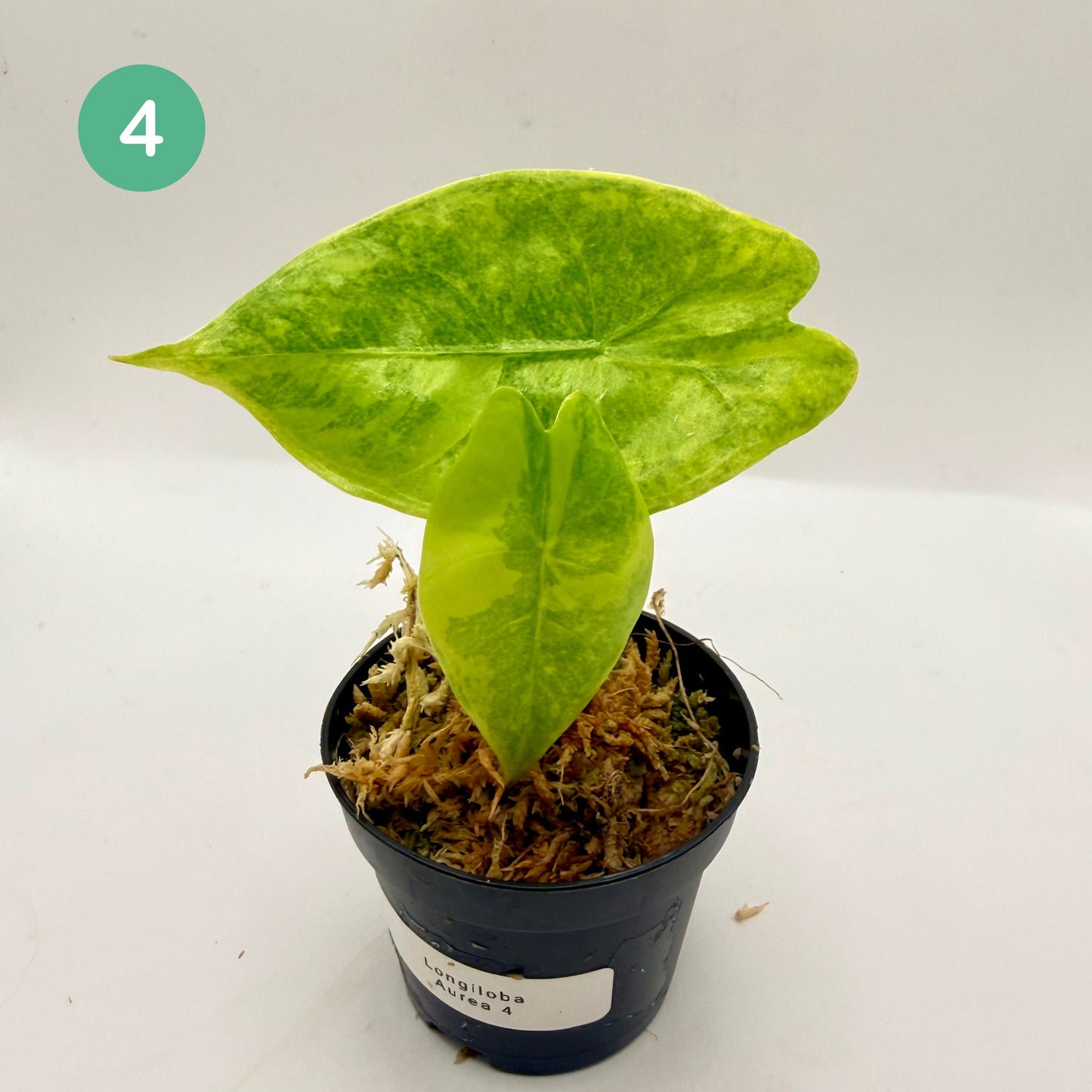 Alocasia Longiloba Aurea Variegata