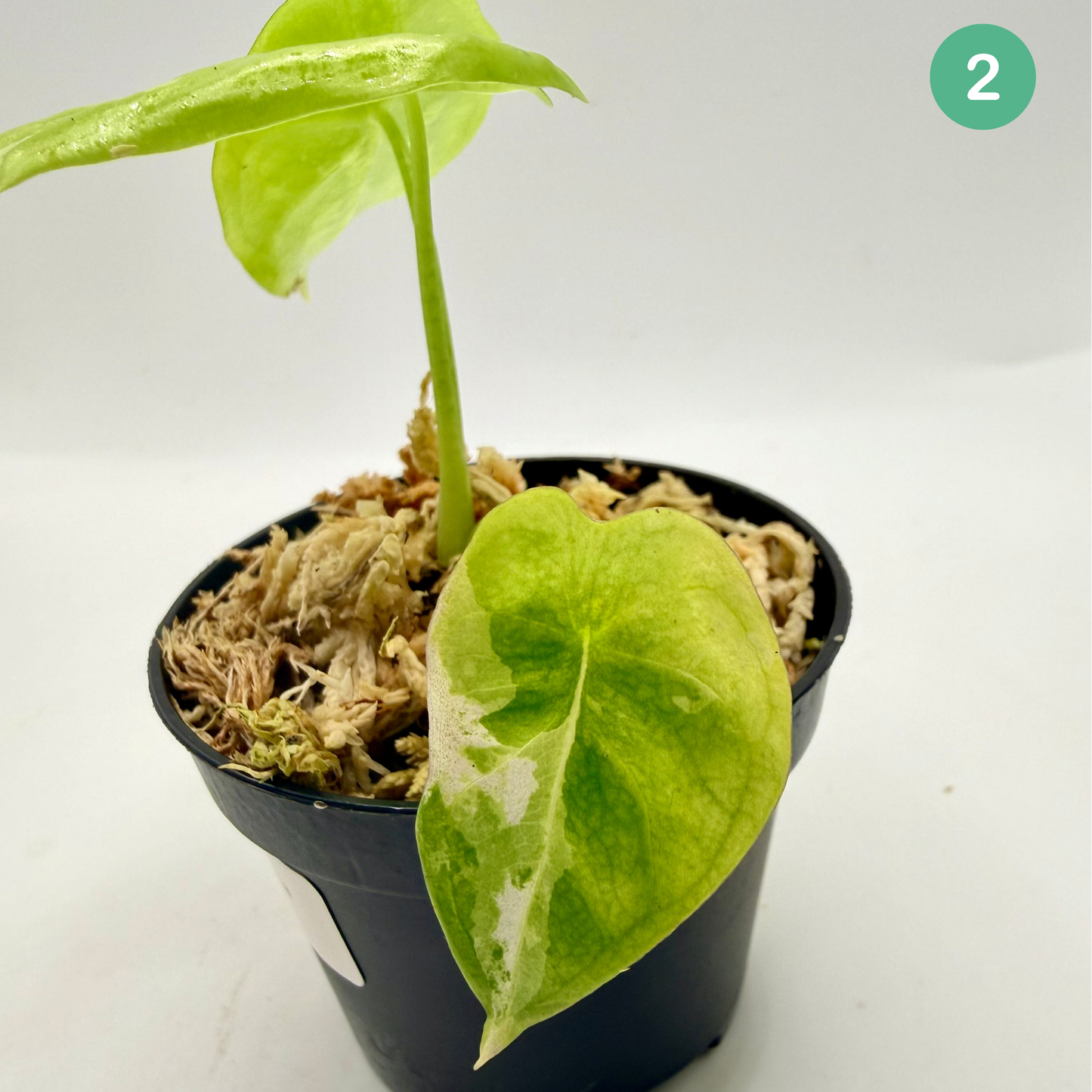 Alocasia Acuminata Albo Variegata