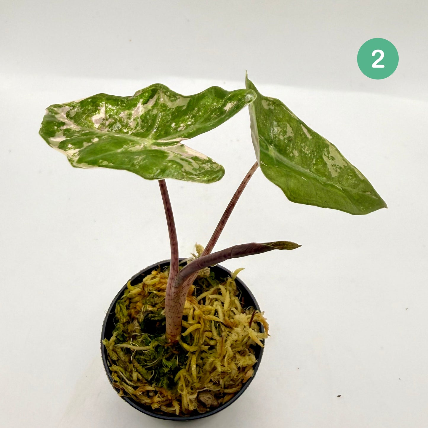 Alocasia Pseudo Sanderiana Albo/Pink Variegata