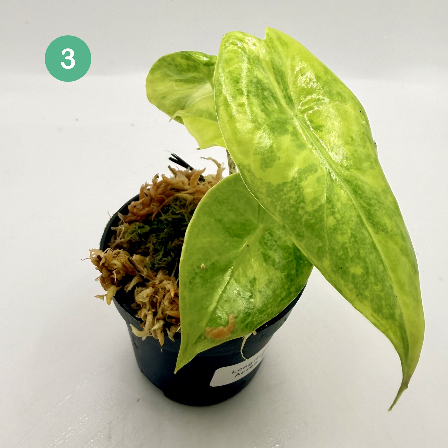 Alocasia Longiloba Aurea Variegata
