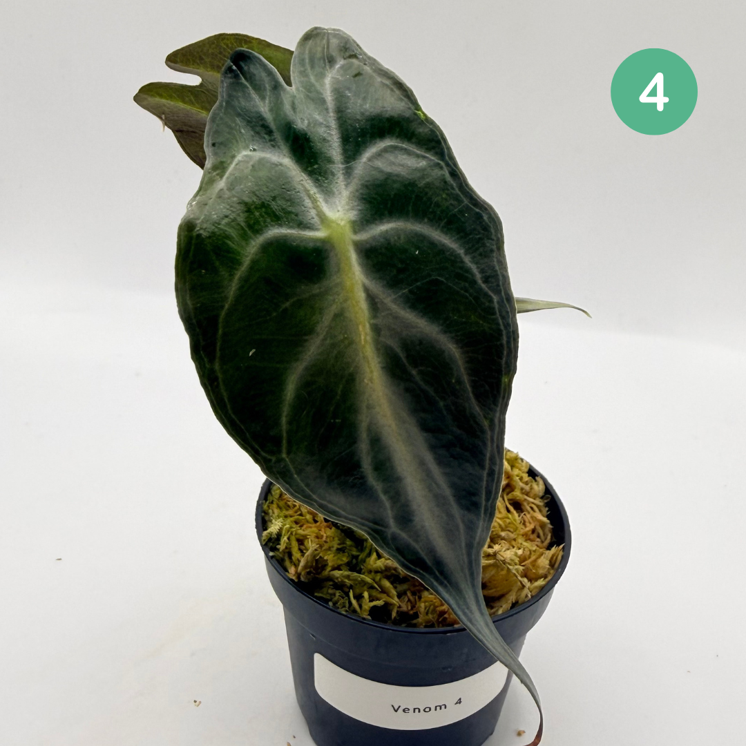 Alocasia Venom