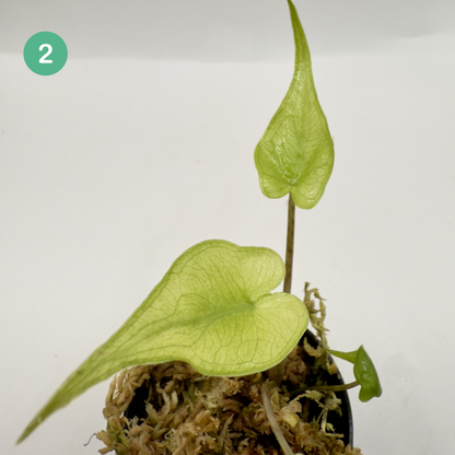 Alocasia Stingray Mint Variegata