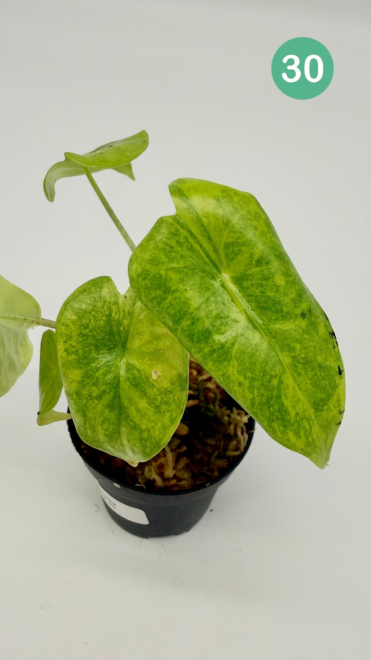 Alocasia Longiloba Aurea Variegata