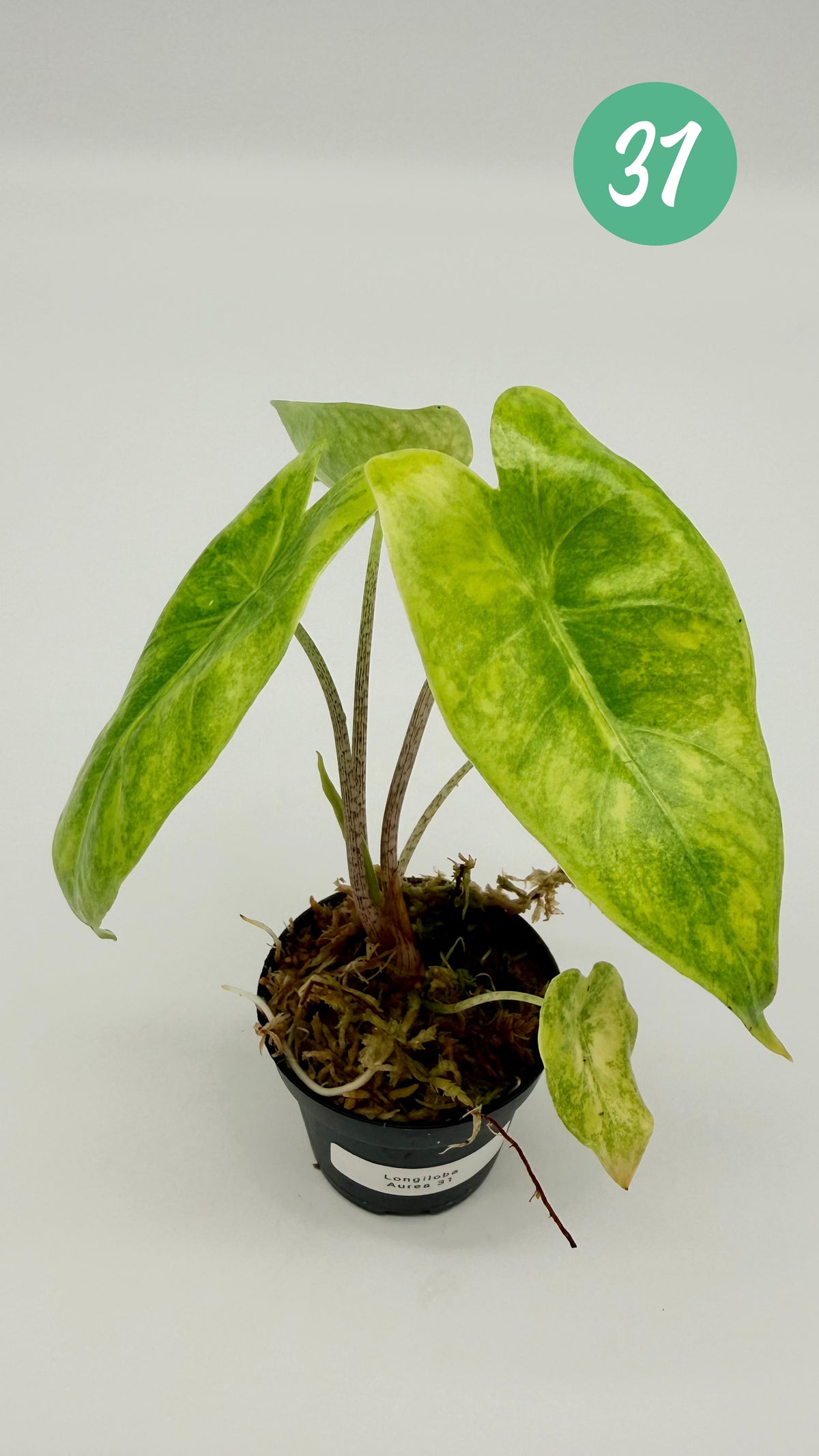 Alocasia Longiloba Aurea Variegata