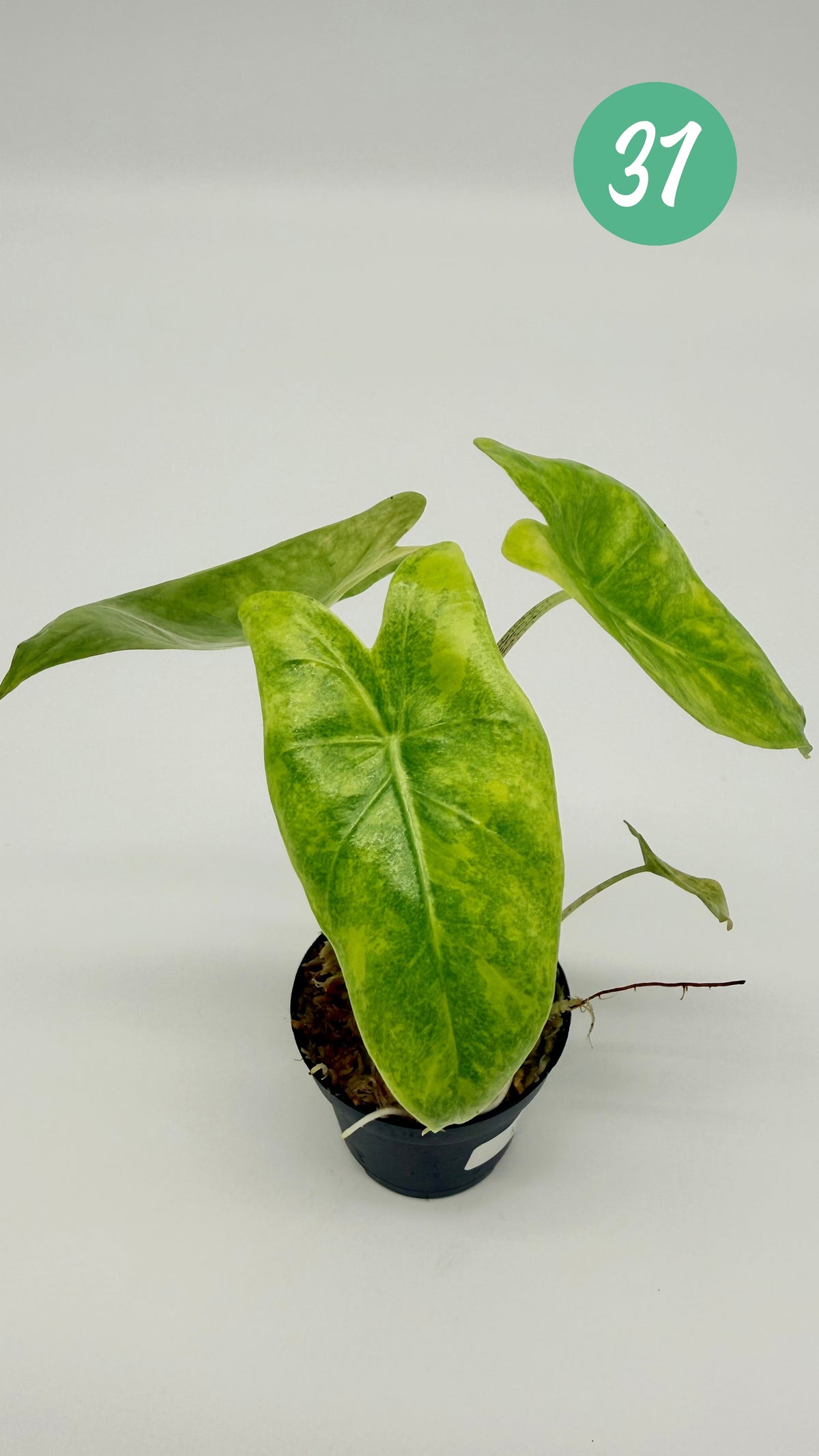 Alocasia Longiloba Aurea Variegata