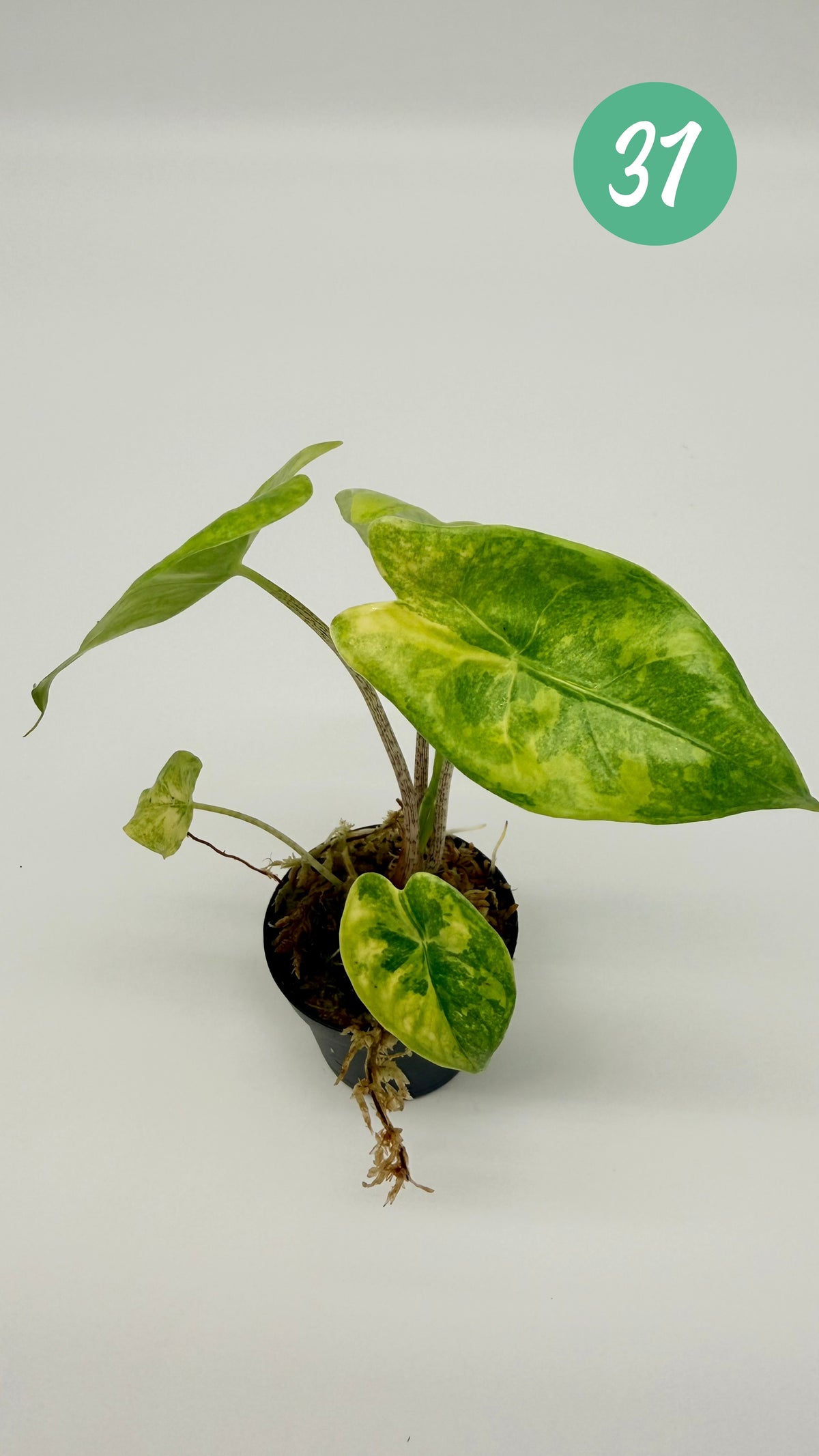 Alocasia Longiloba Aurea Variegata