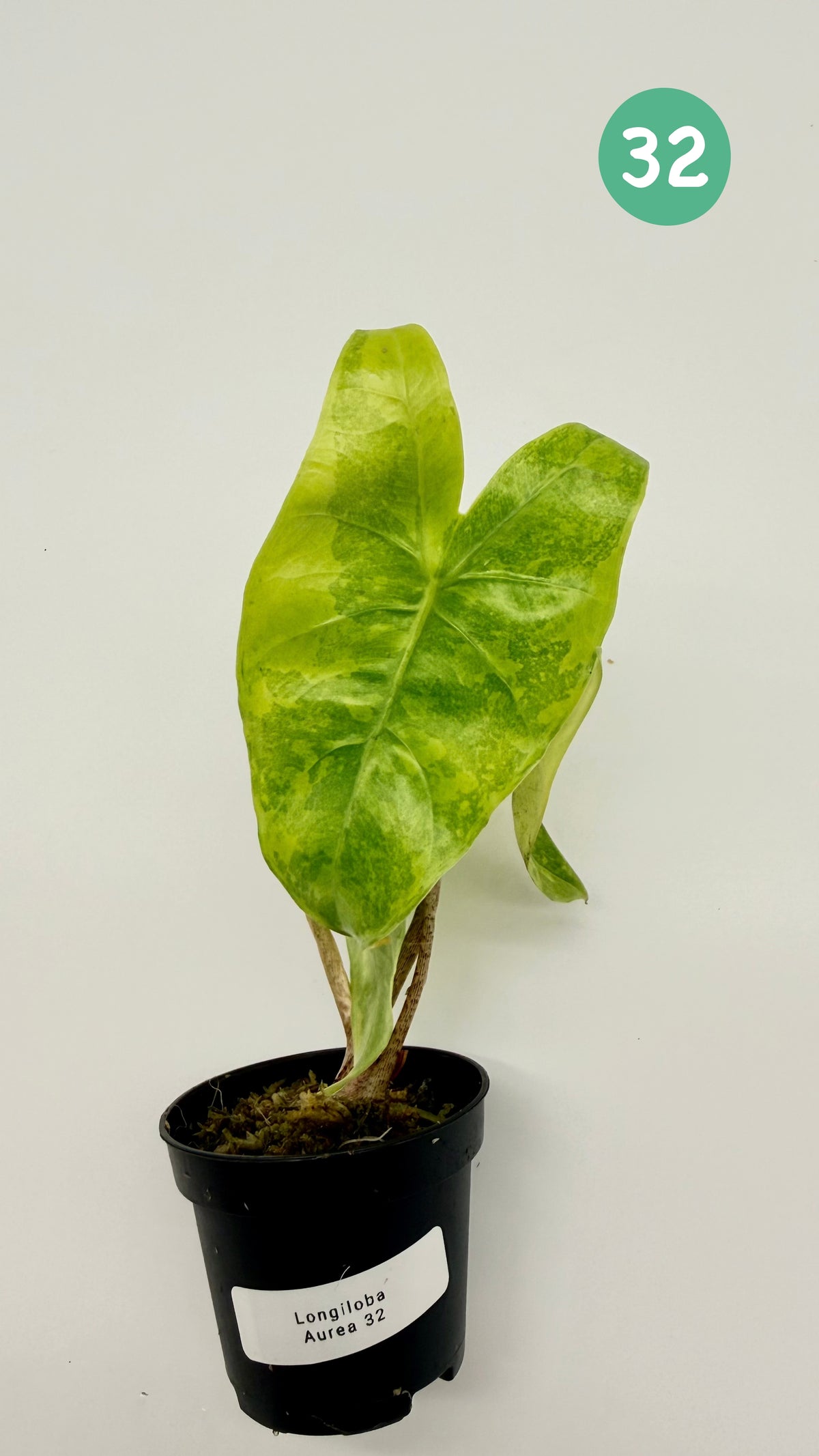 Alocasia Longiloba Aurea Variegata