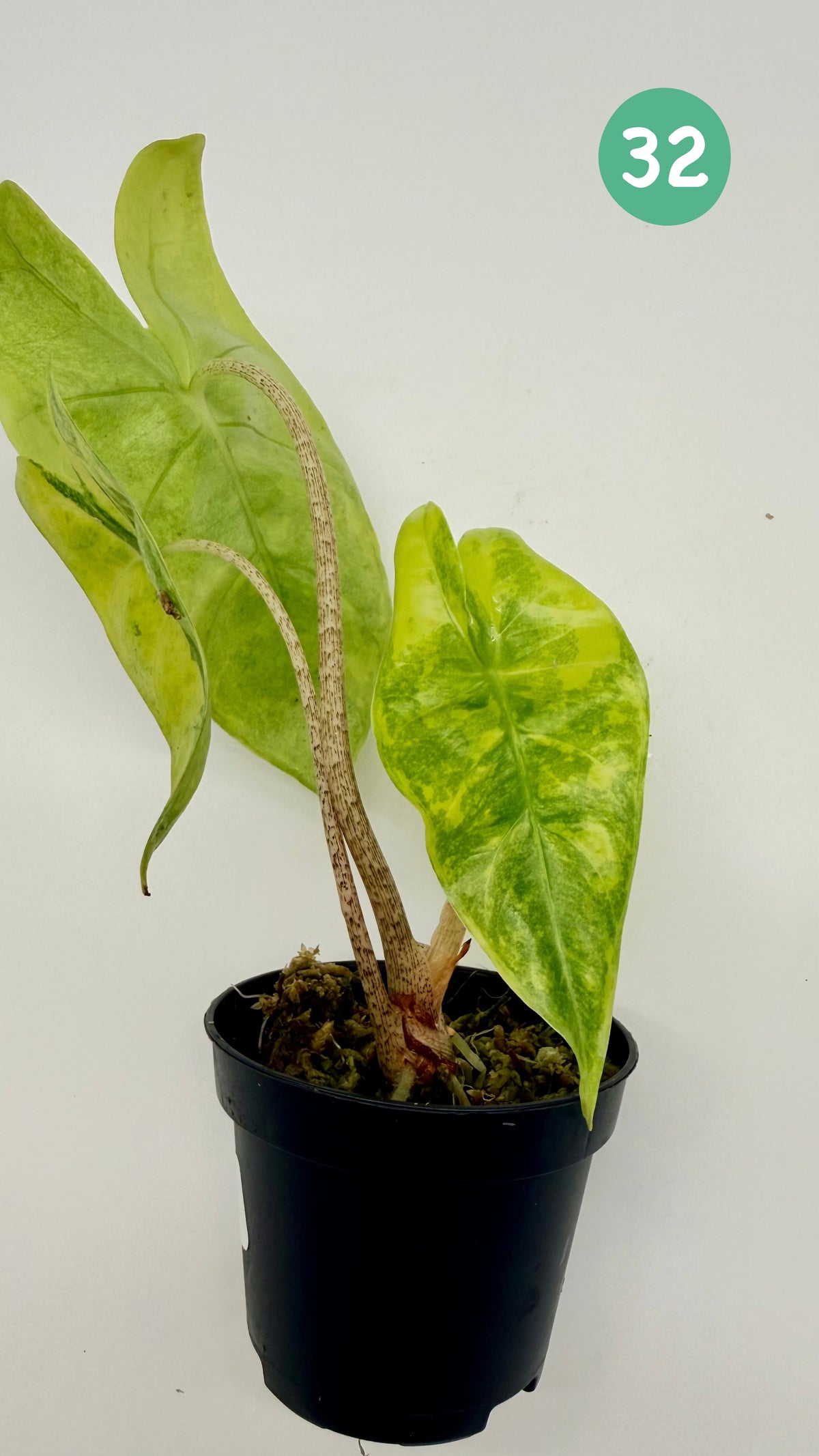 Alocasia Longiloba Aurea Variegata