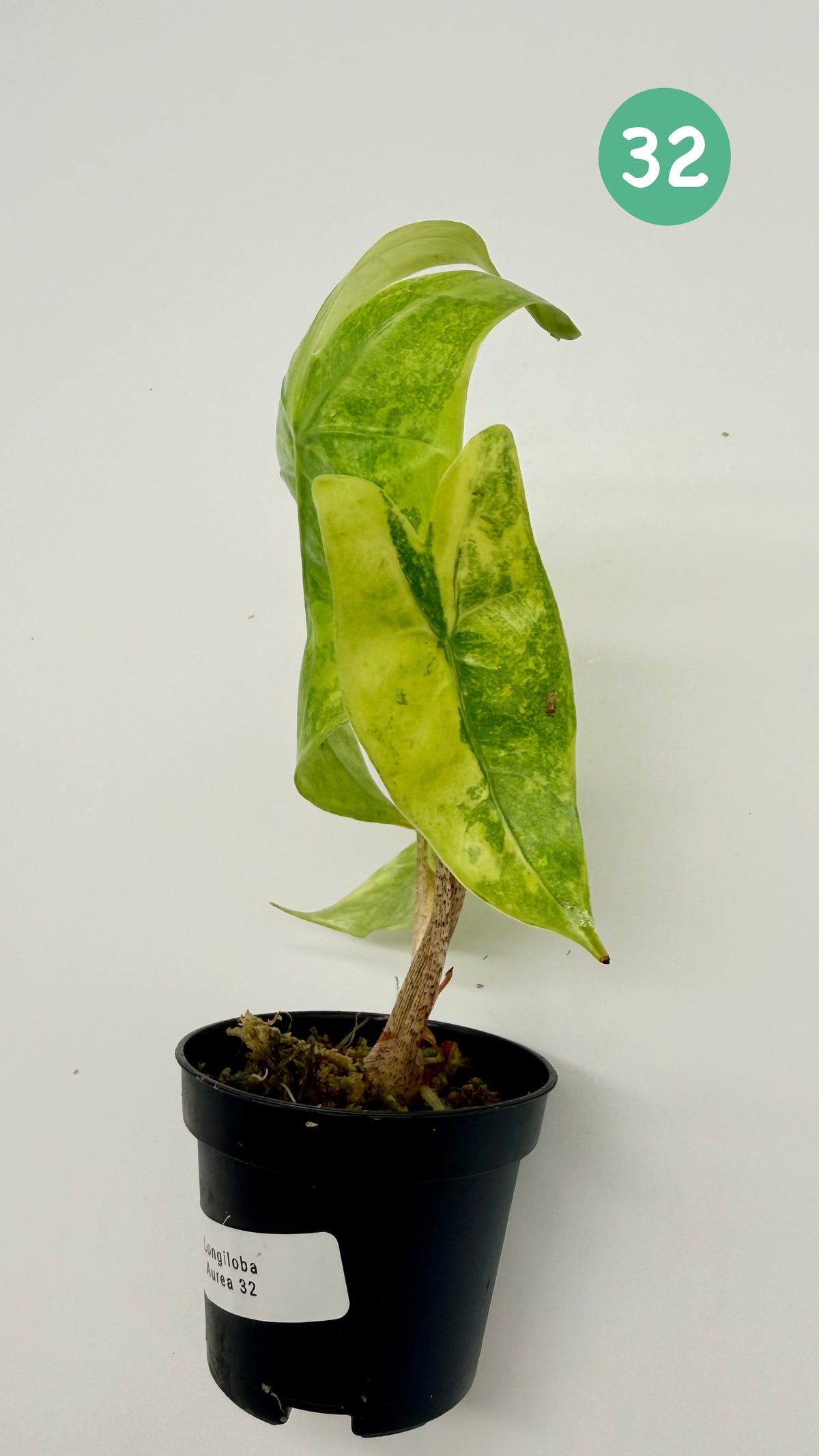 Alocasia Longiloba Aurea Variegata