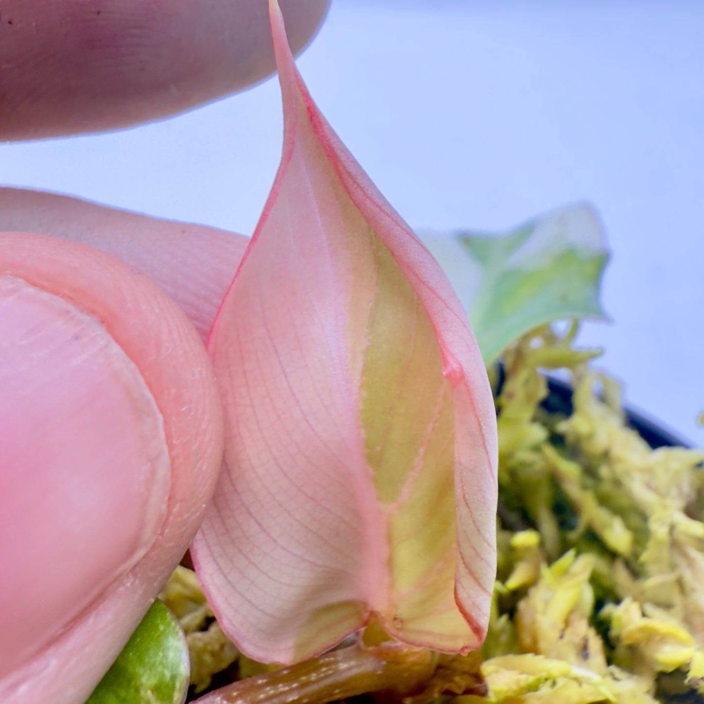 Philodendron Gloriosum Albo Variegated