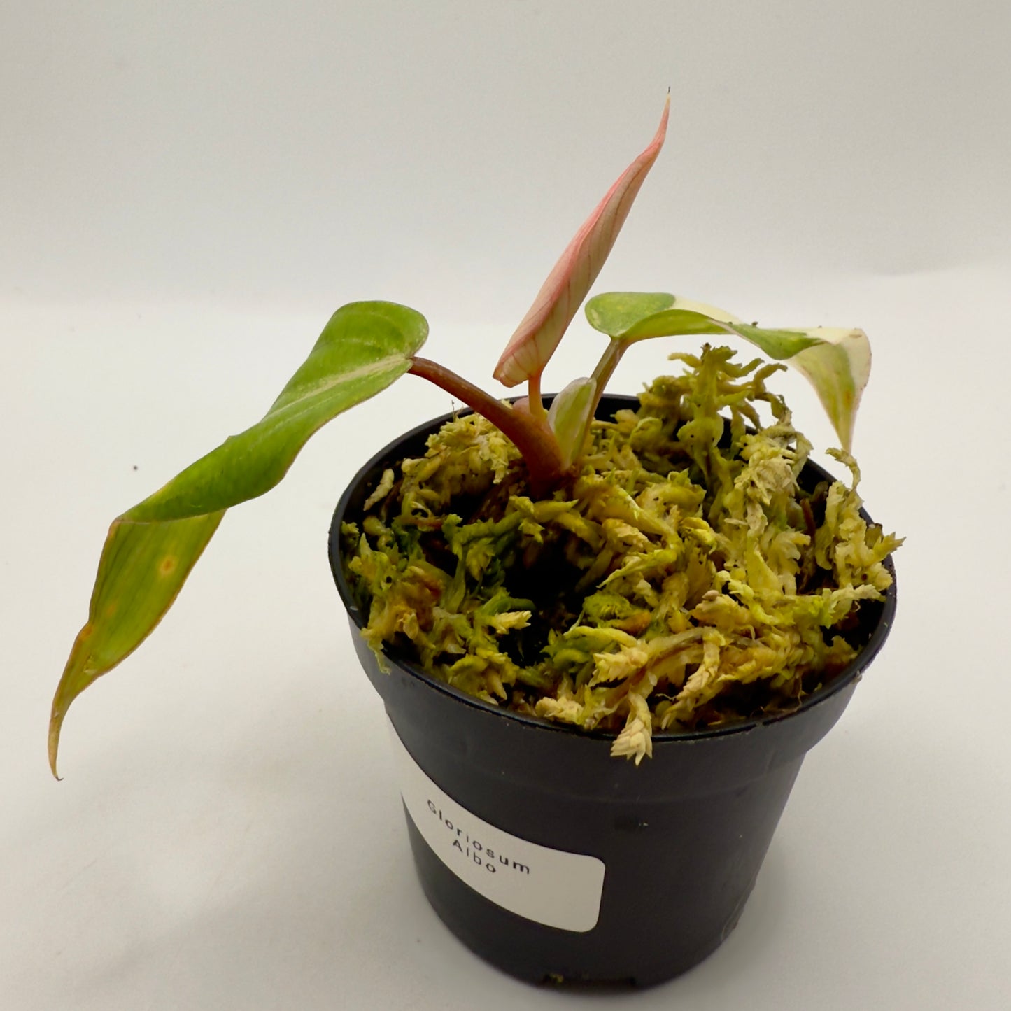 Philodendron Gloriosum Albo Variegated